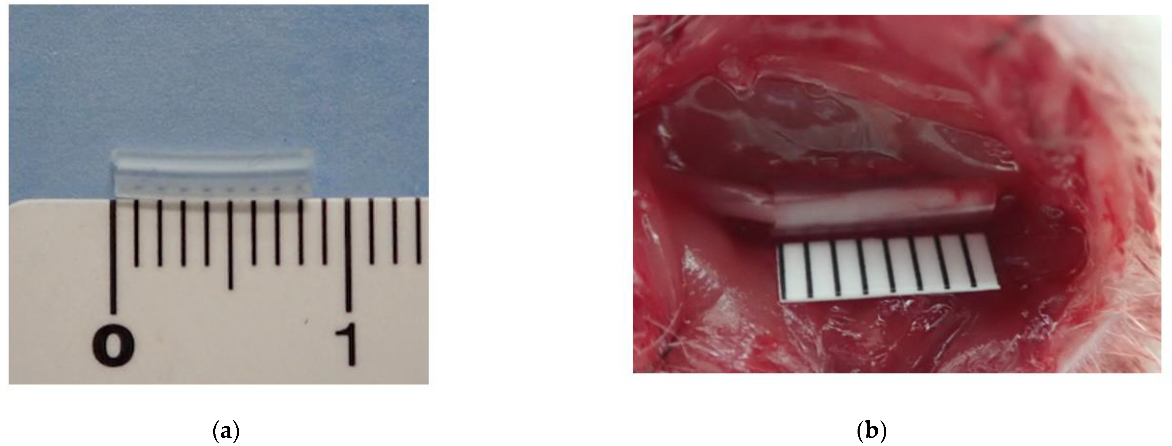 Neurolint 16 00074 g001