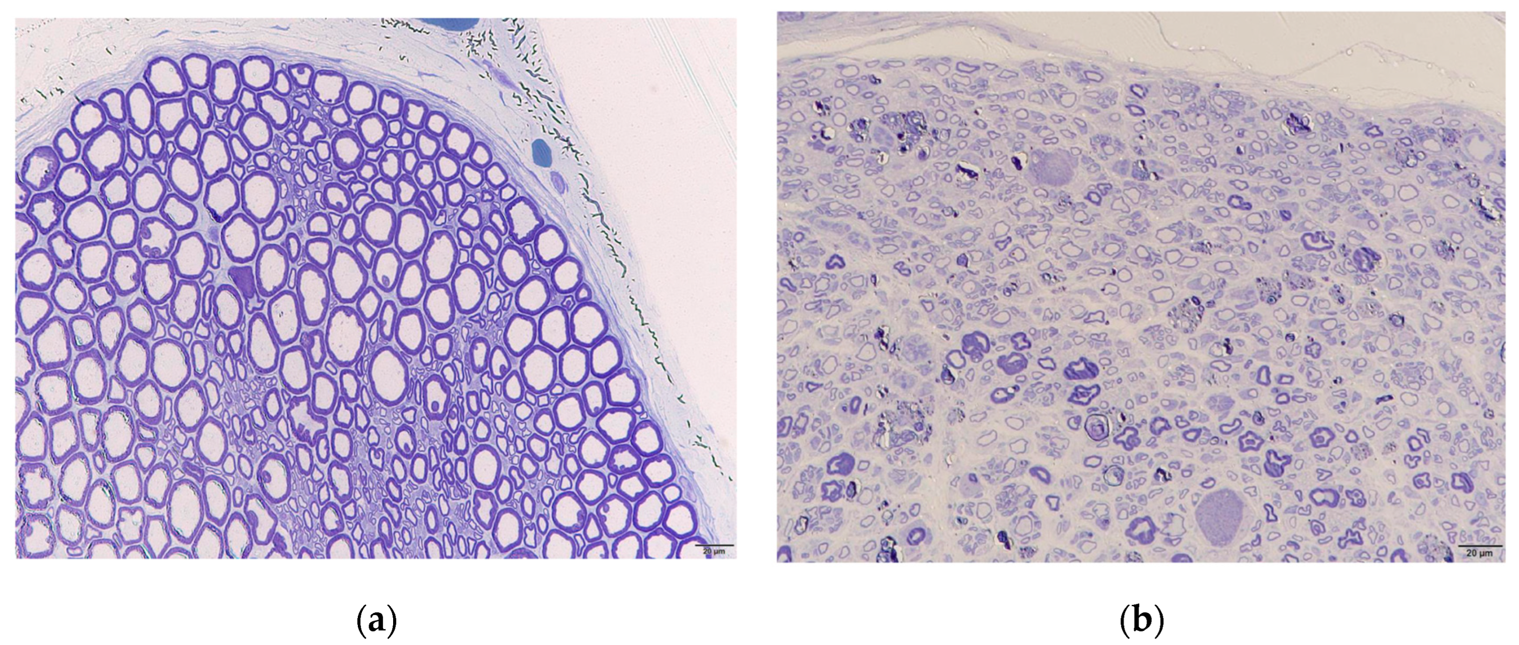 Neurolint 16 00074 g009