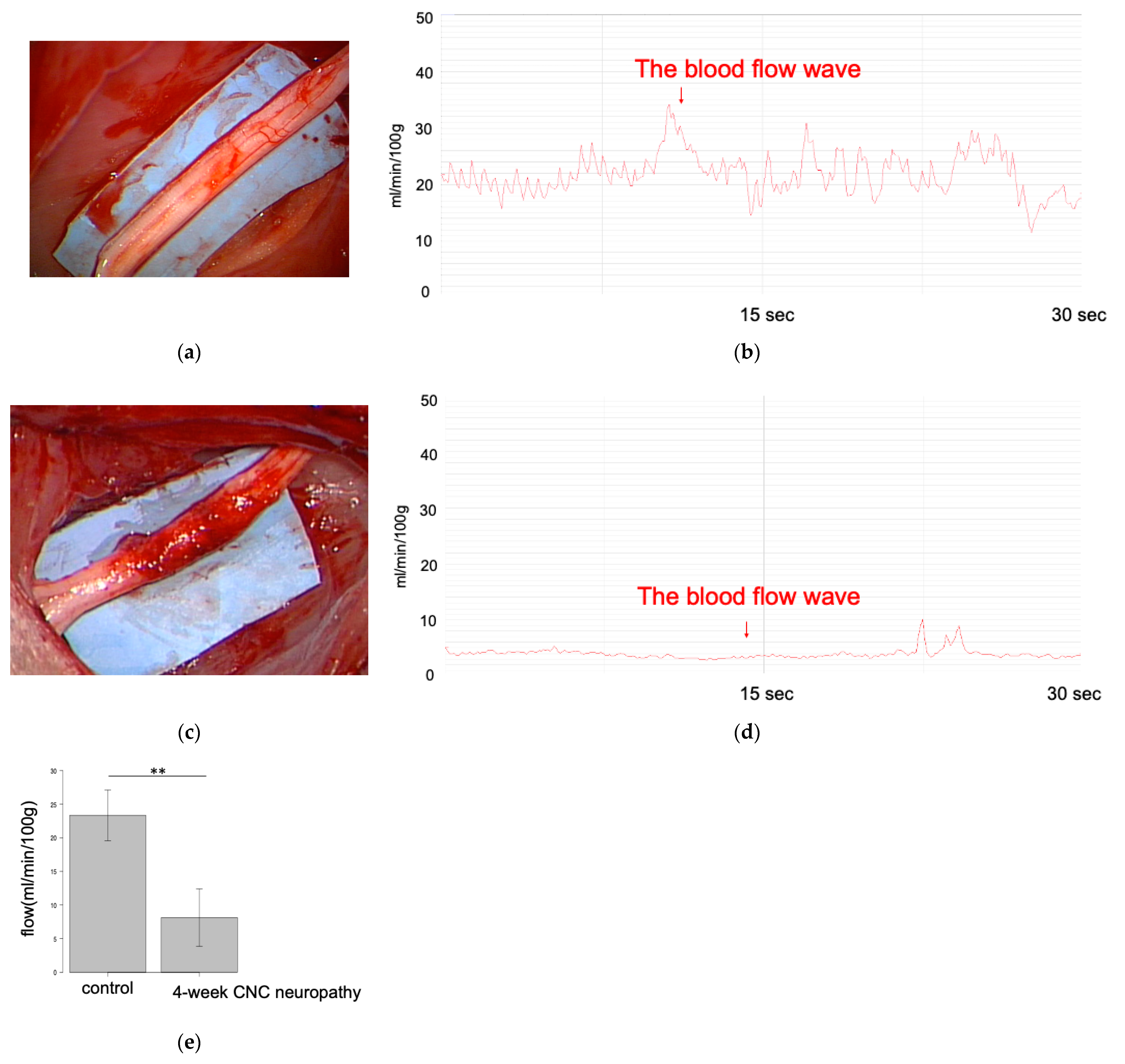 Neurolint 16 00074 g011