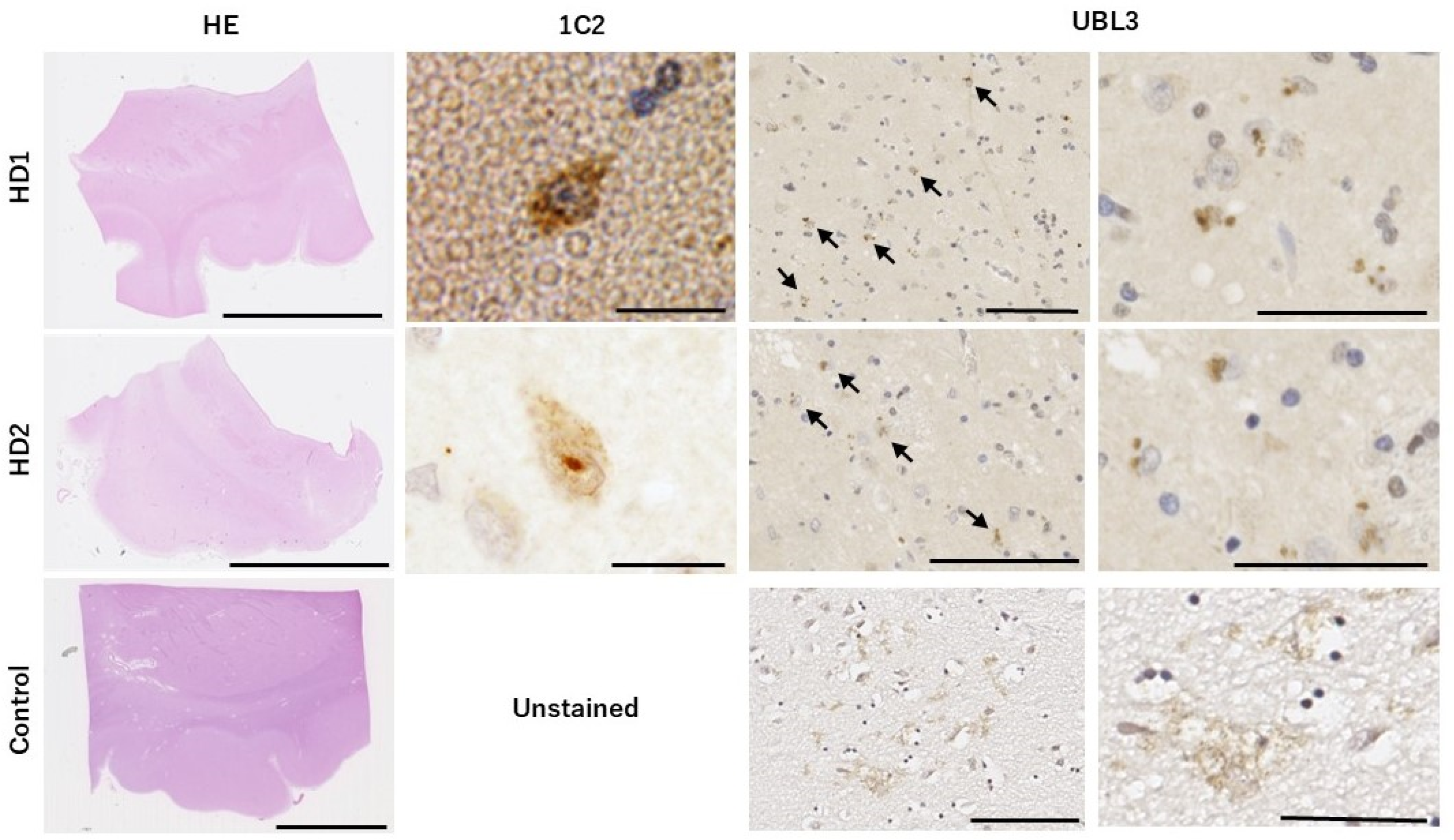 Neurolint 16 00089 g001
