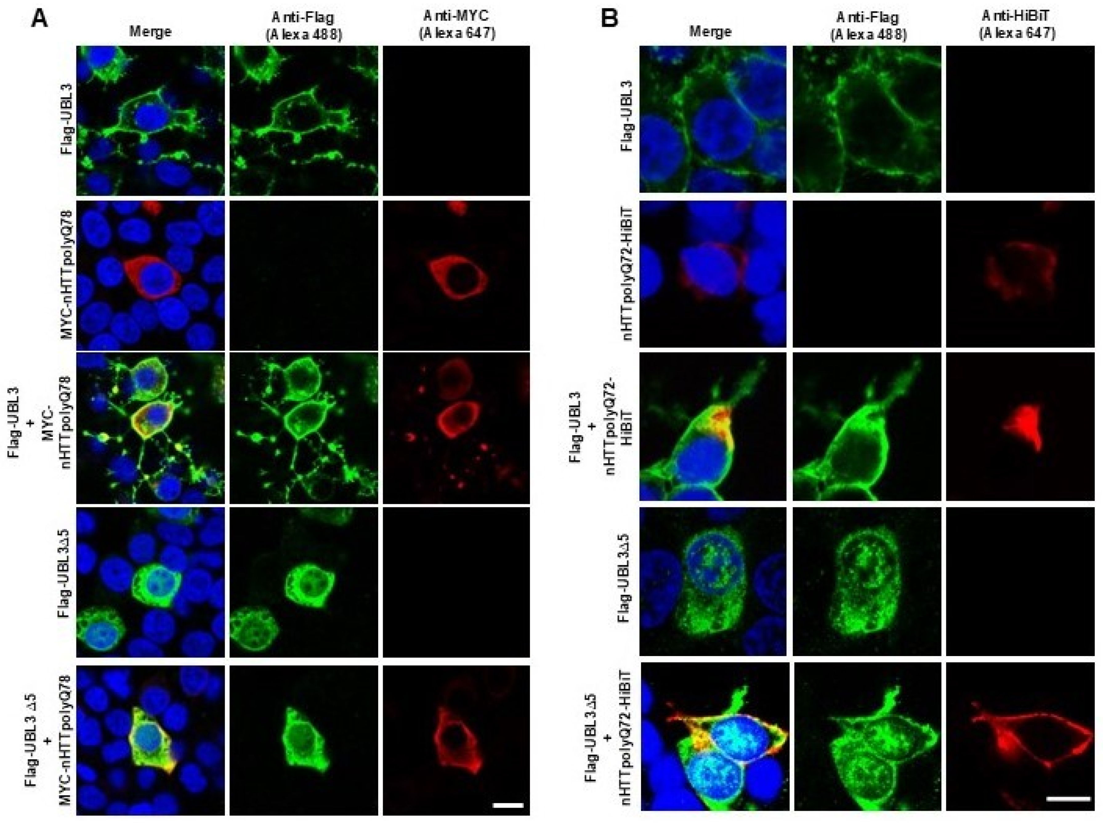 Neurolint 16 00089 g004