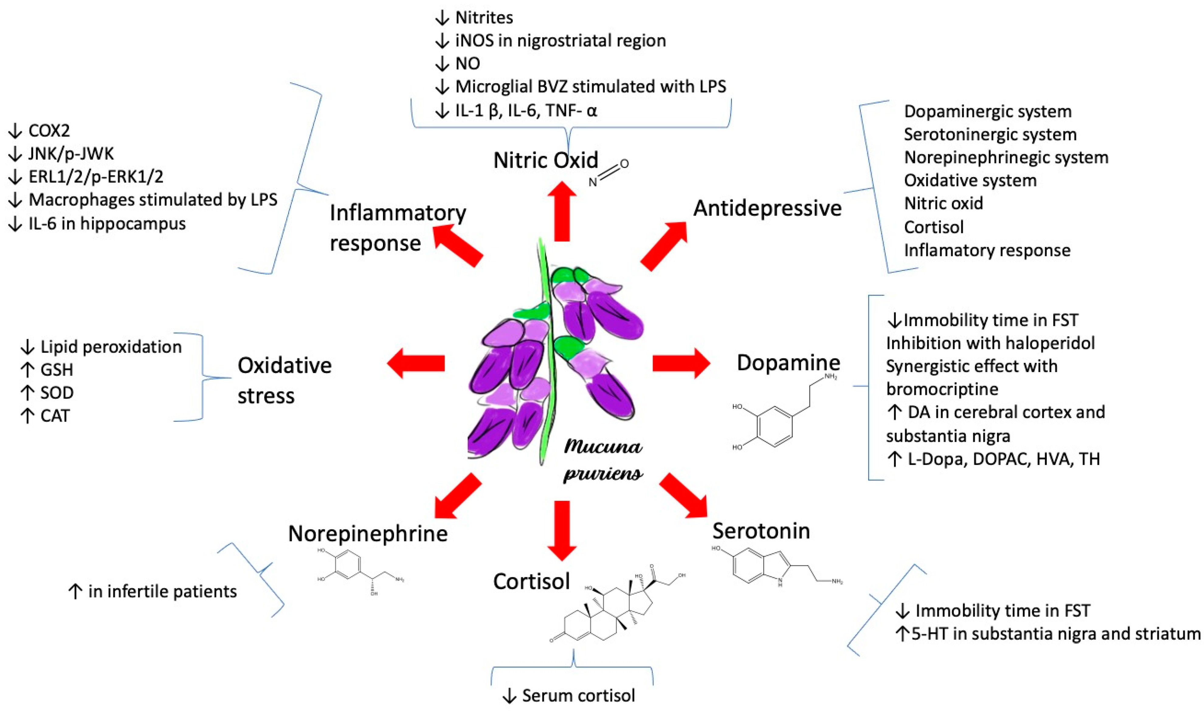 Neurolint 16 00112 g002