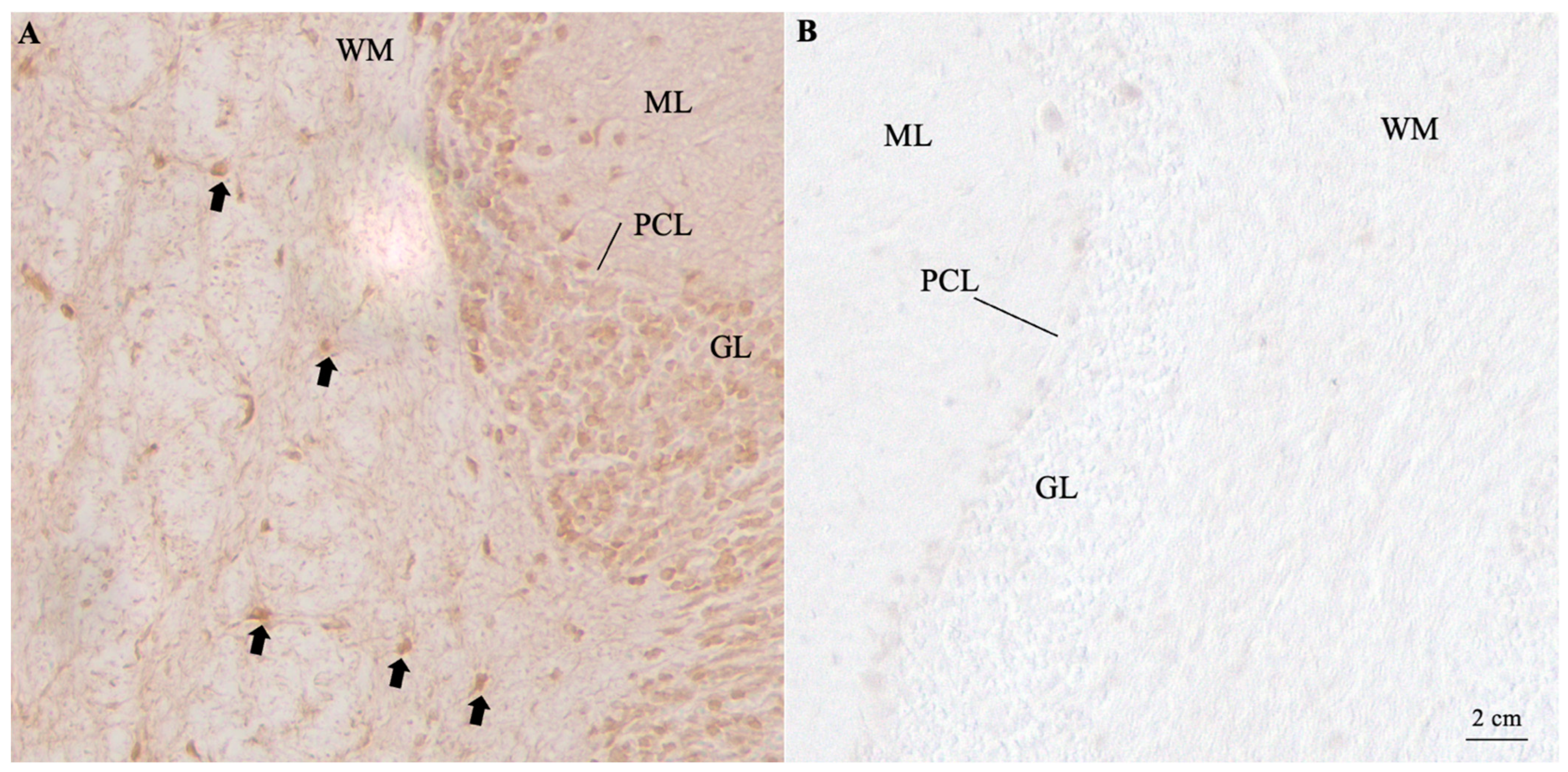 Neurolint 16 00132 g001