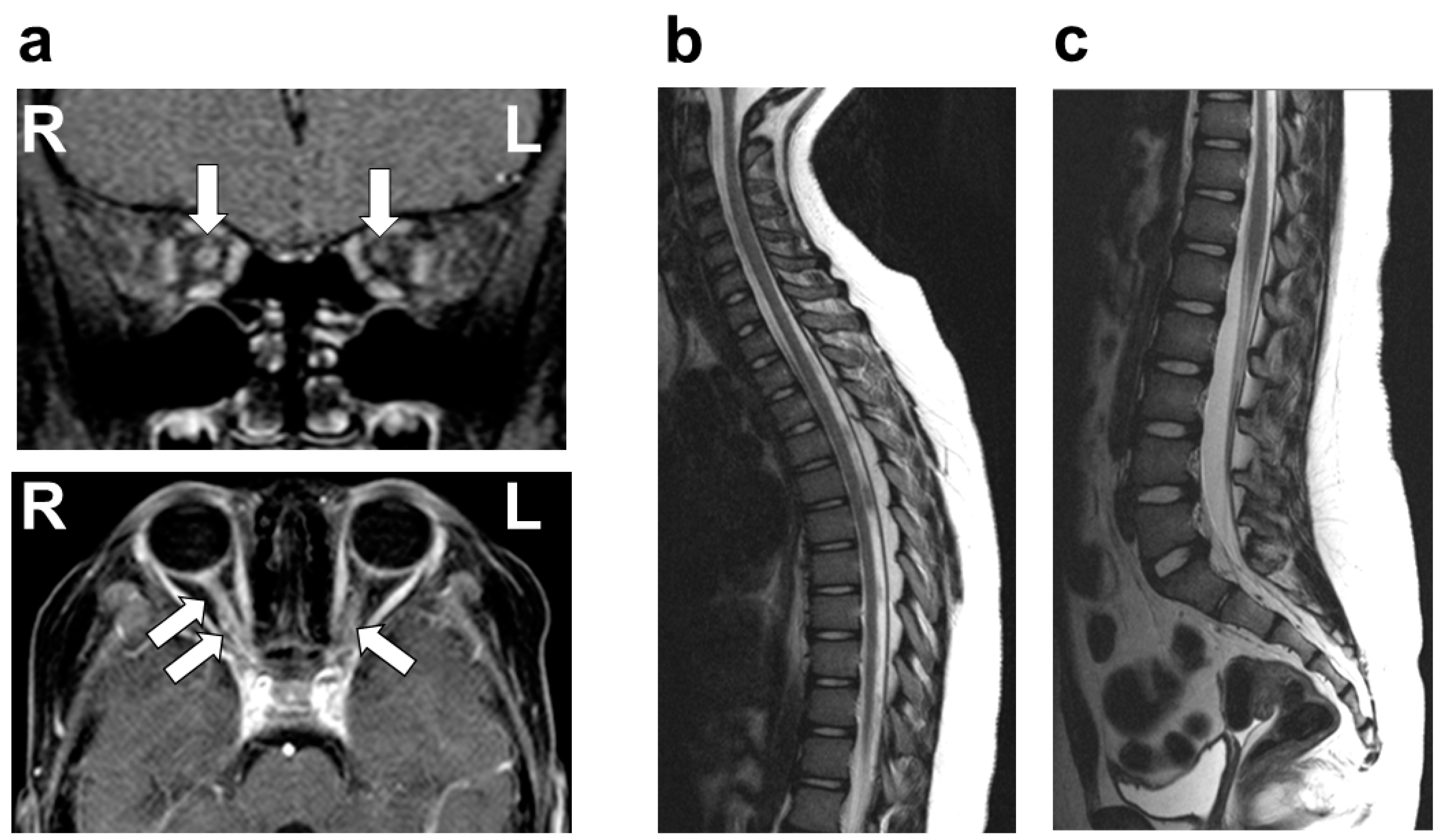 Neurolint 17 00044 g001