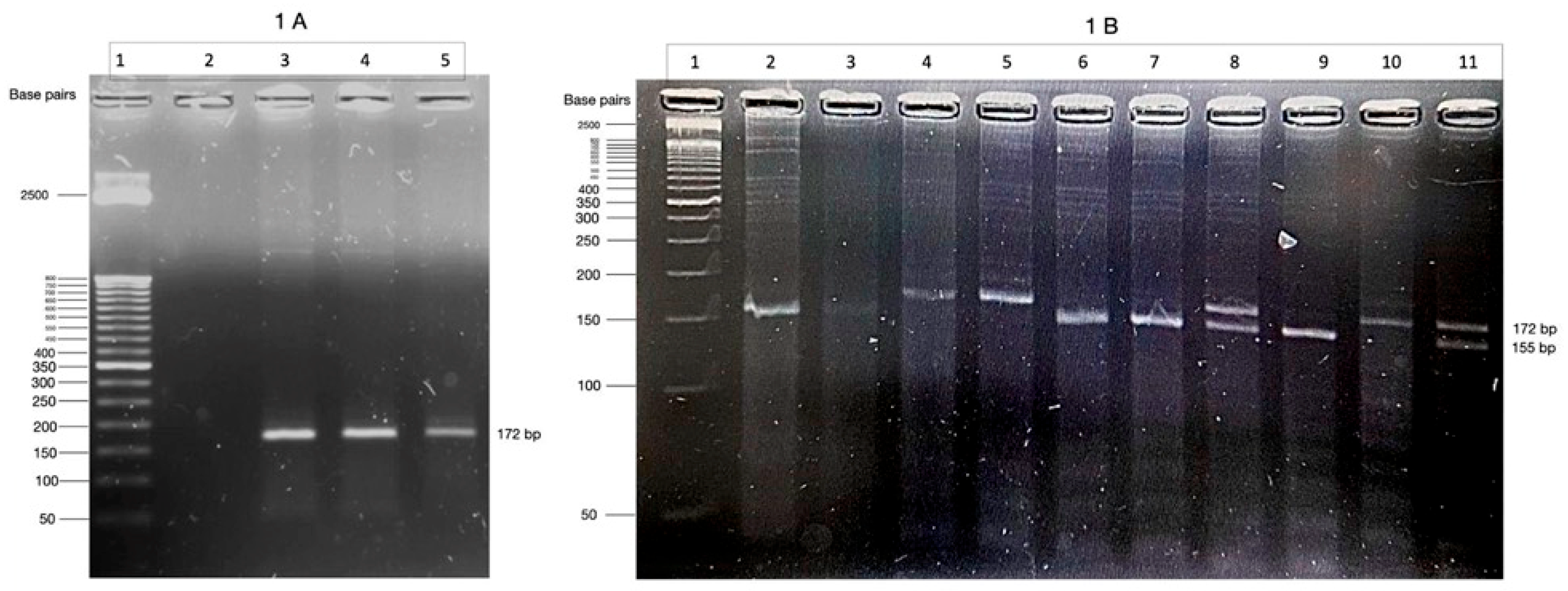 Neurolint 17 00087 g001