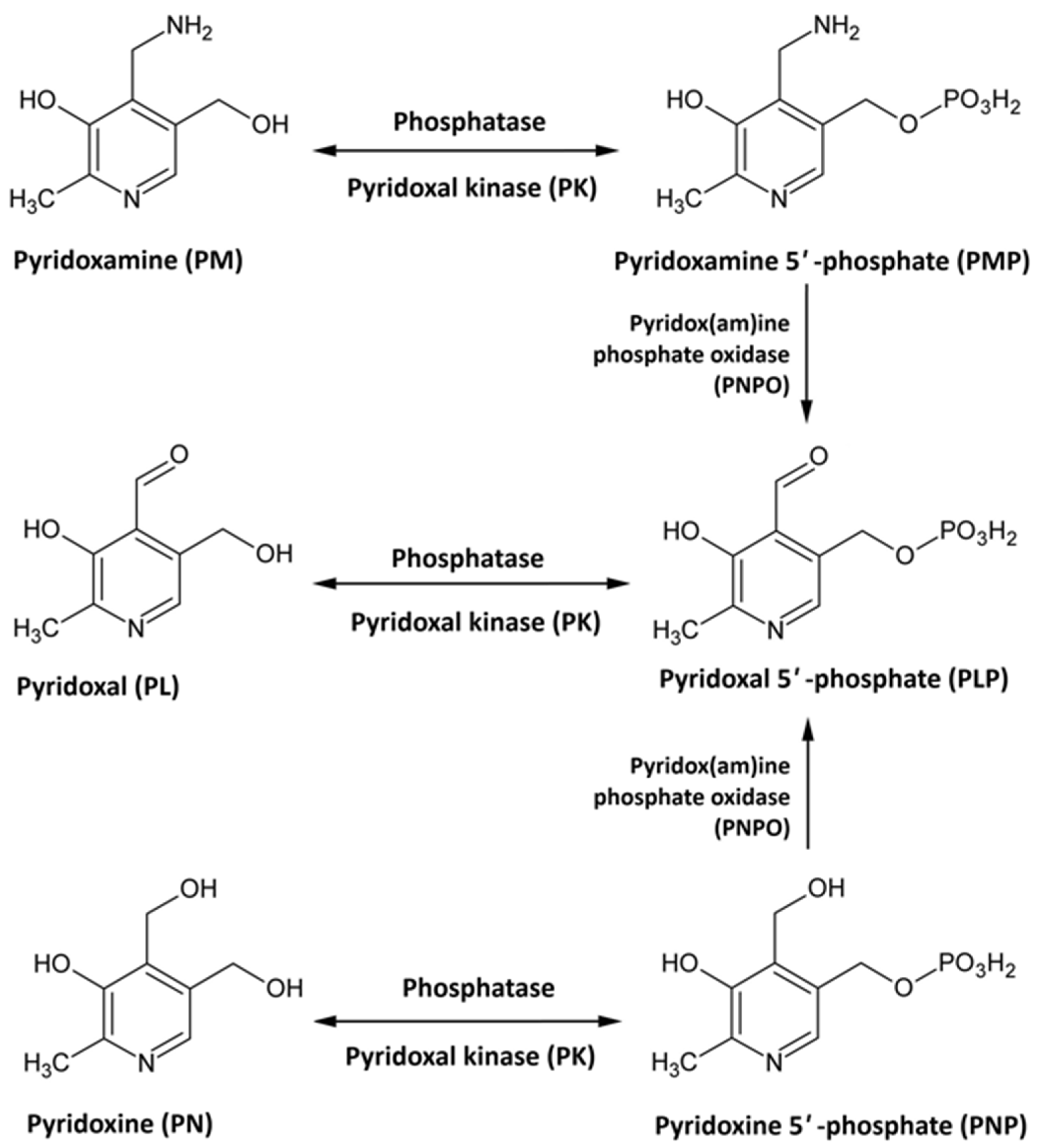 Neurolint 18 00007 g002