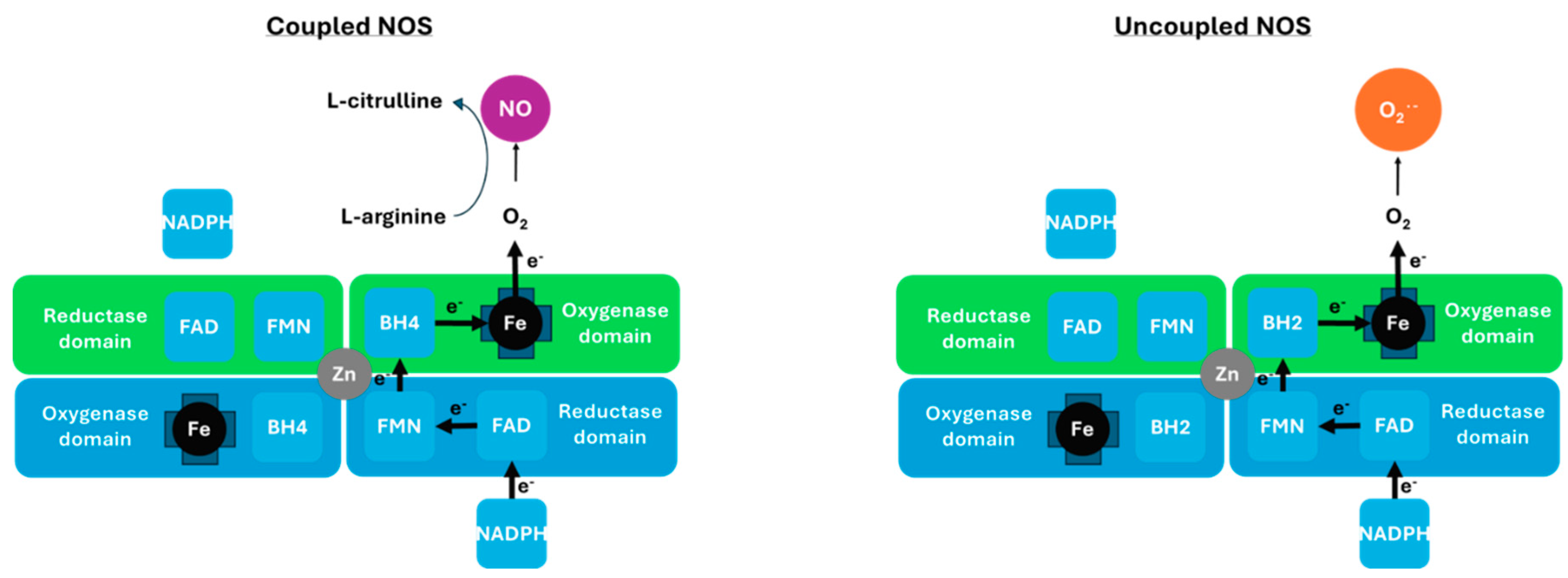 Neurolint 18 00023 g002 Neurolint 18 00023 g002