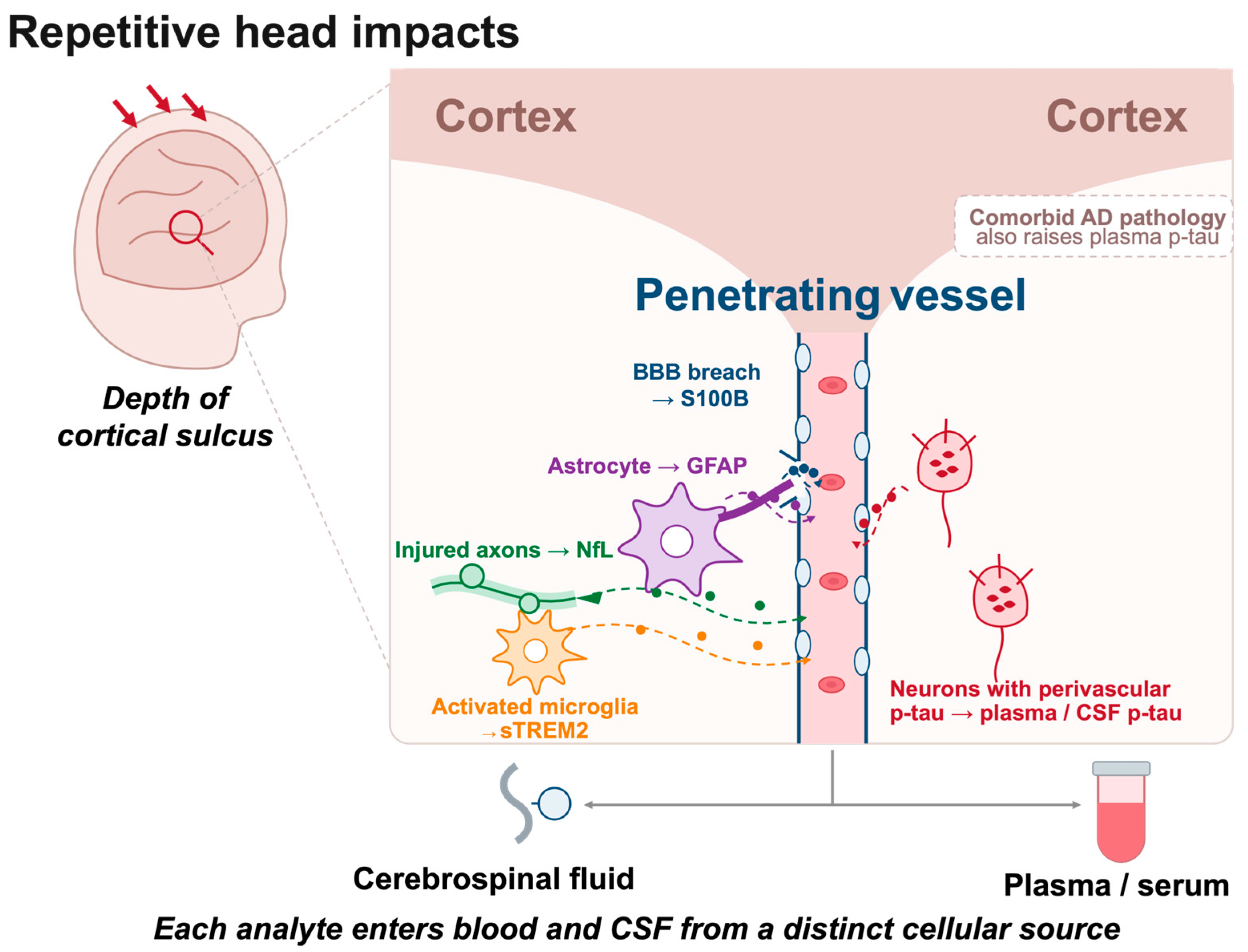 Neurolint 18 00195 g001