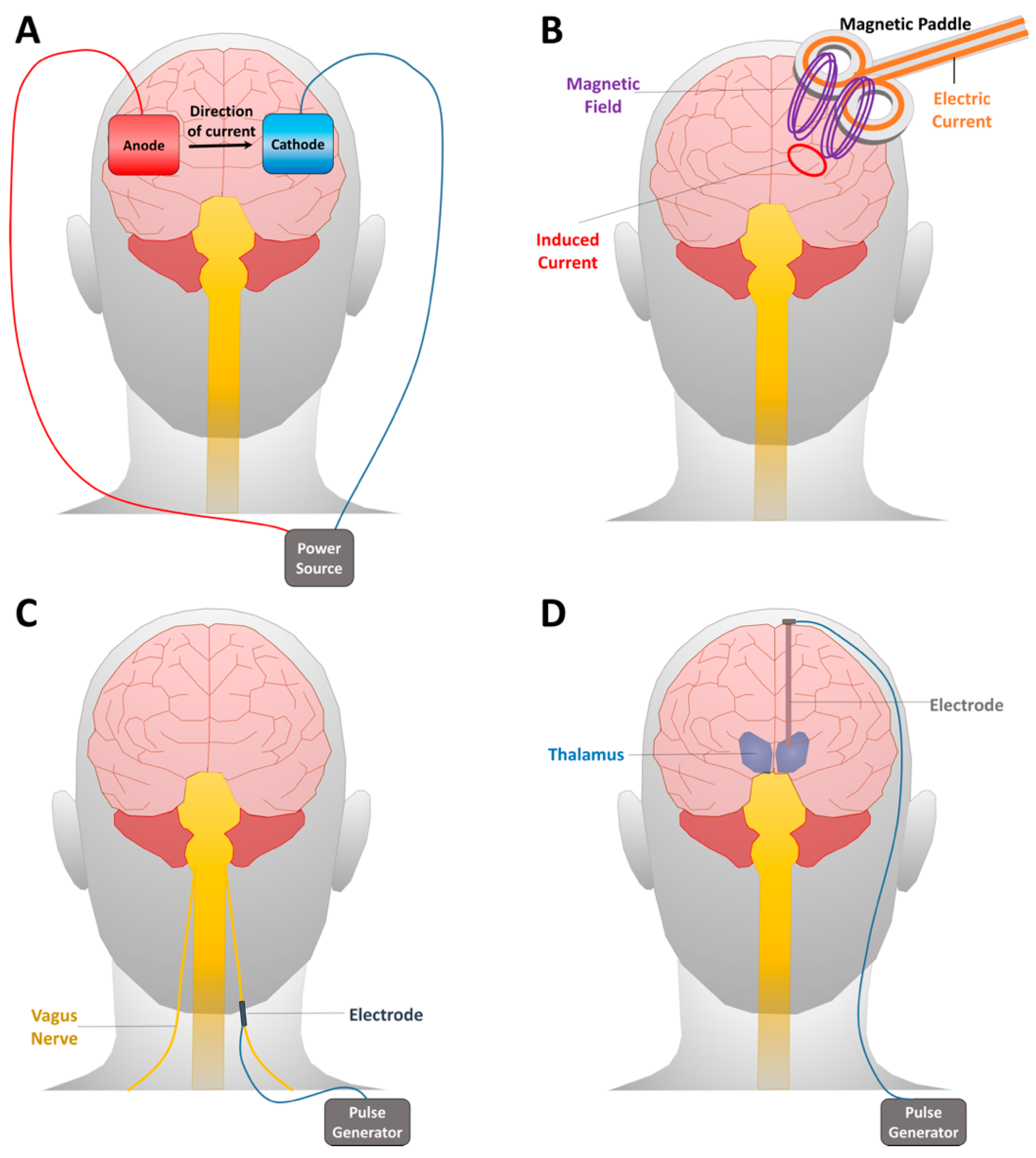 Neurosci 02 00018 g002
