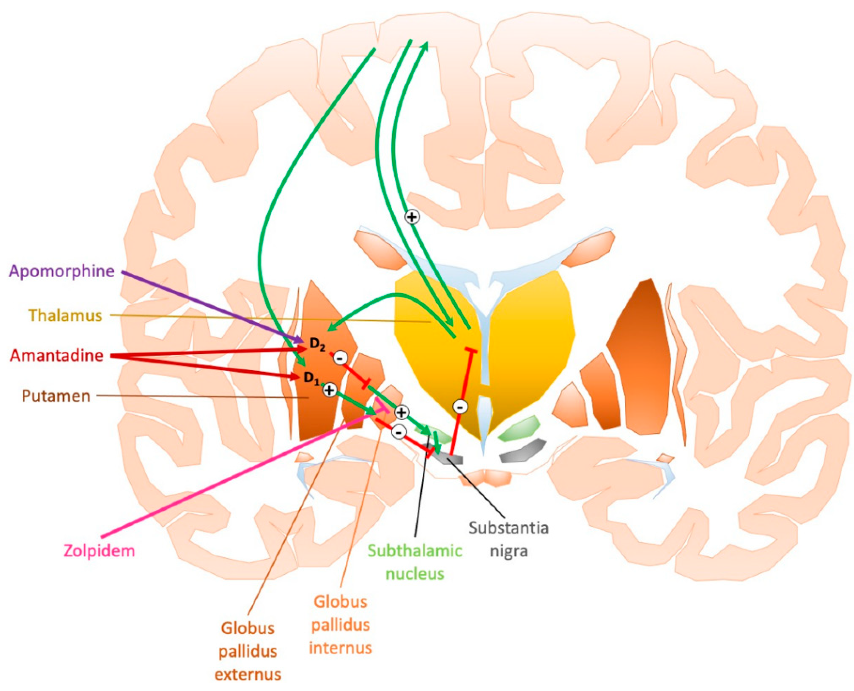 Neurosci 02 00018 g003