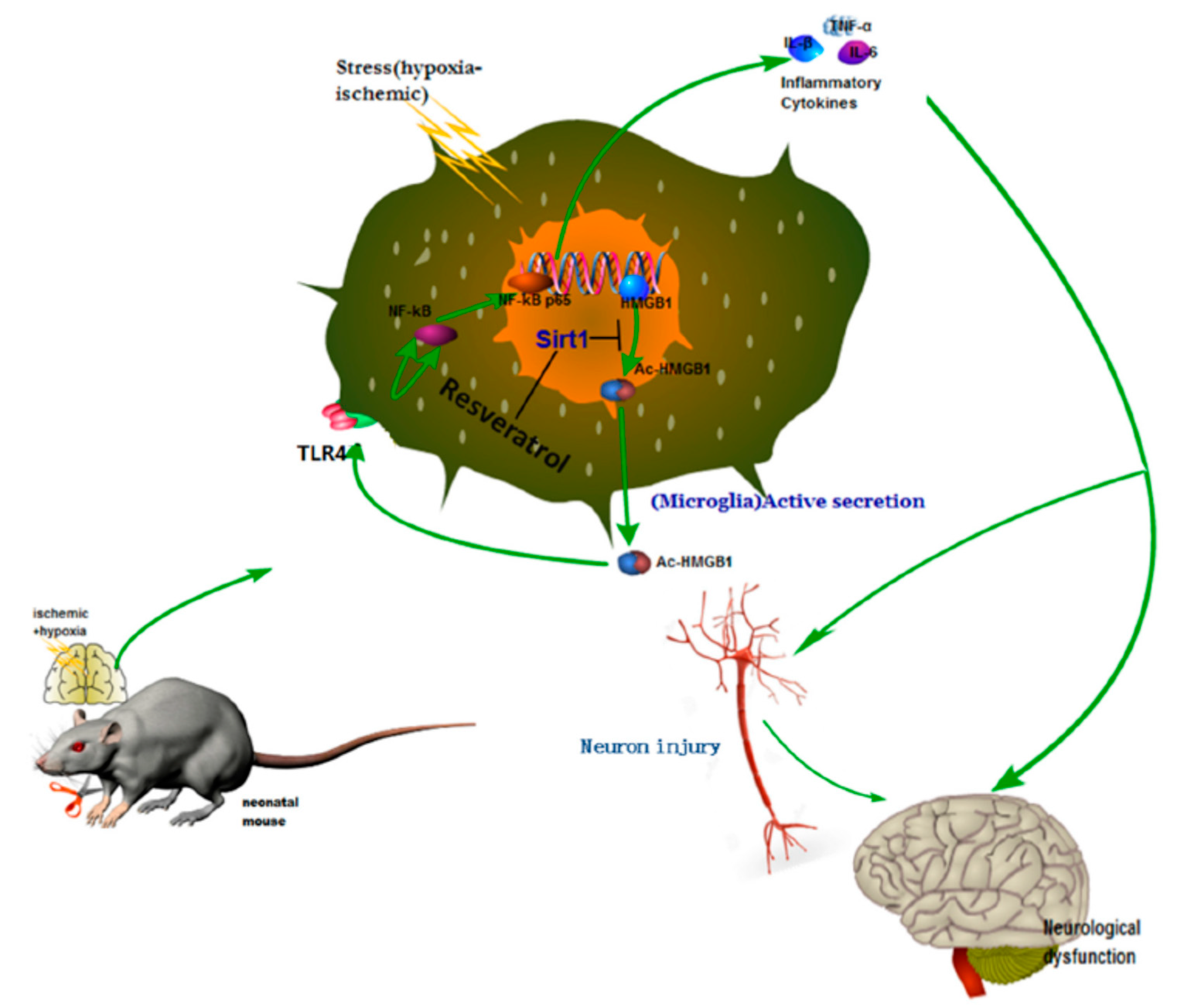 Neurosci 02 00022 g003