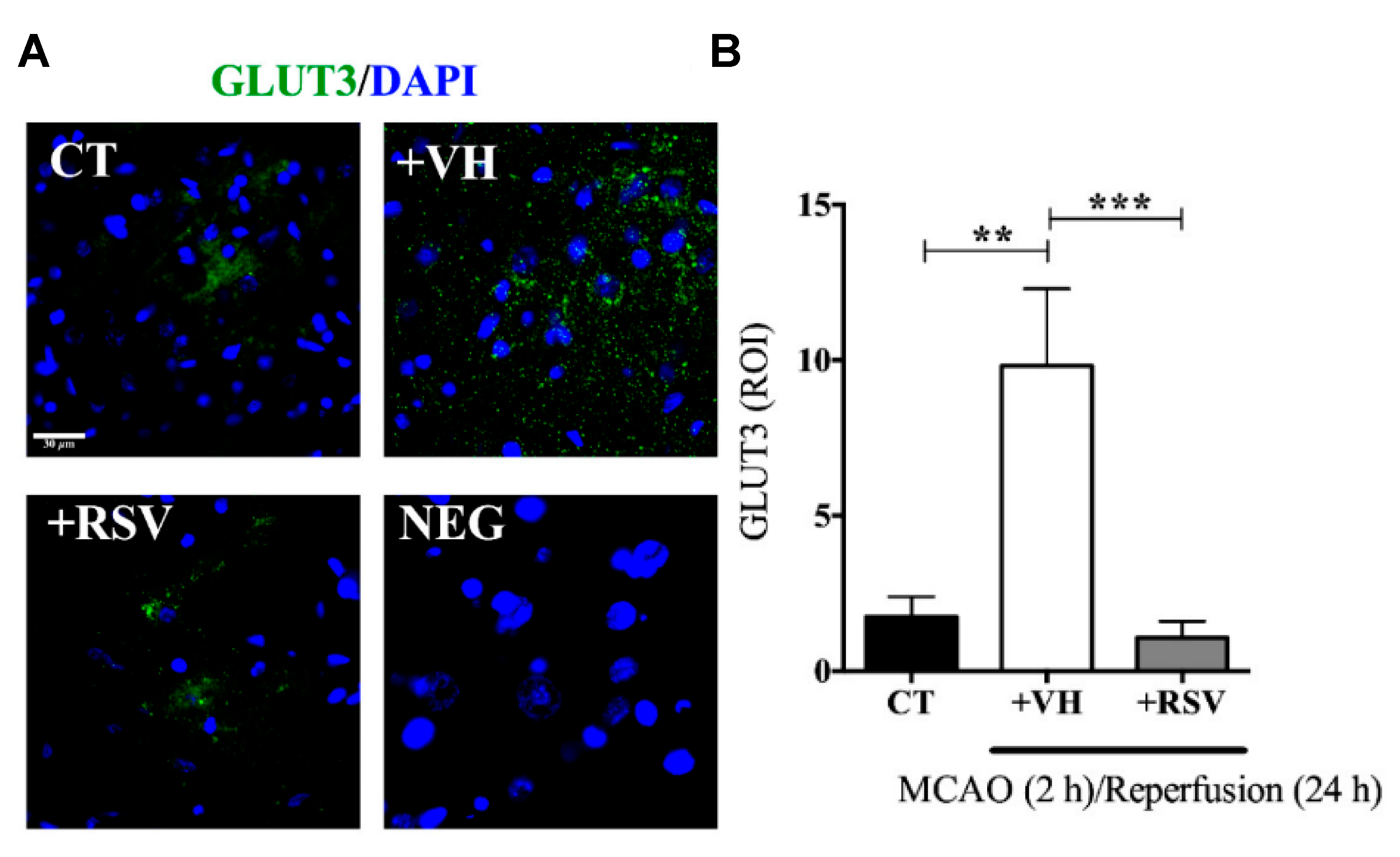 Neurosci 02 00022 g004