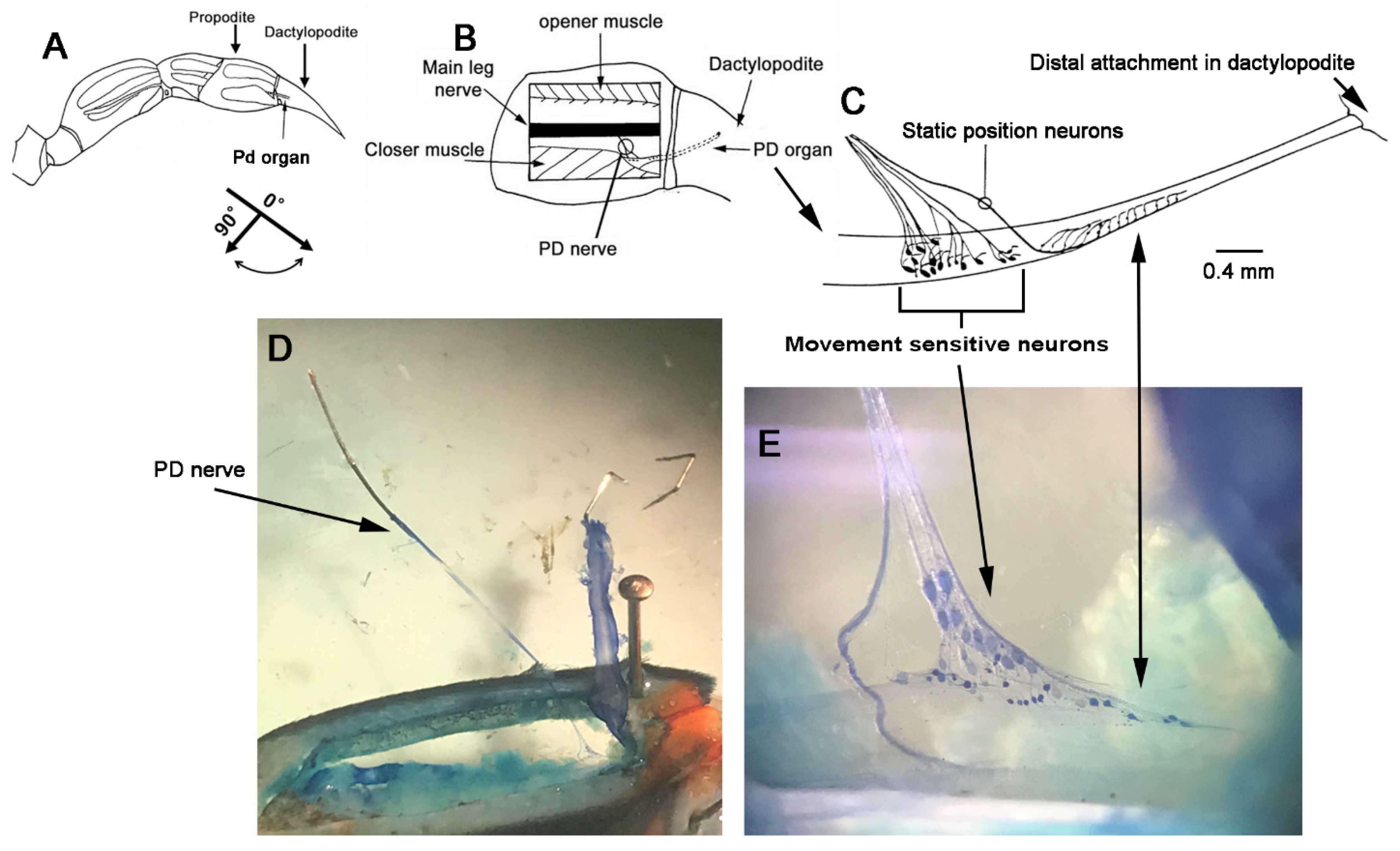 Neurosci 02 00026 g001 Neurosci 02 00026 g001