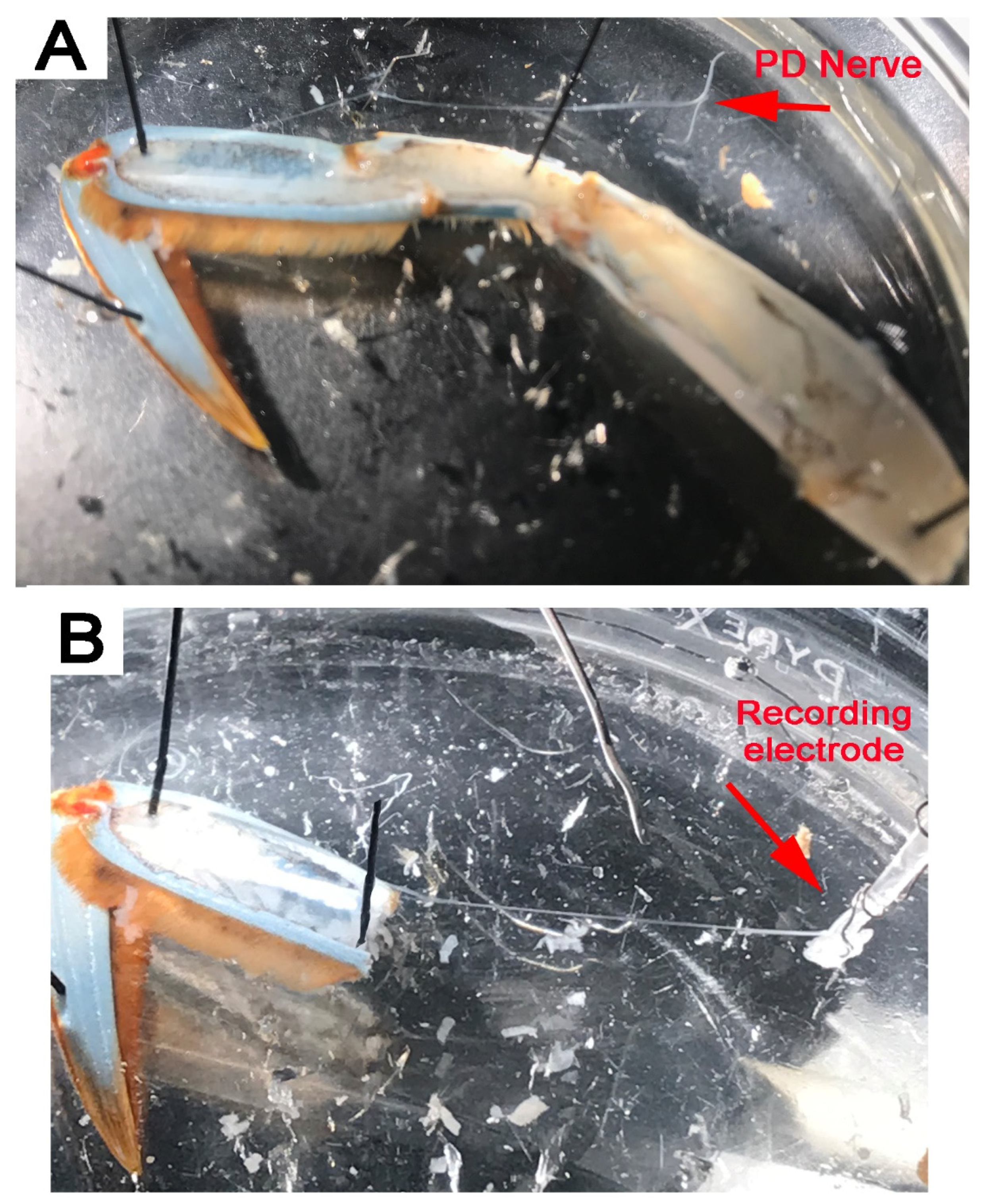 Neurosci 02 00026 g002 Neurosci 02 00026 g002