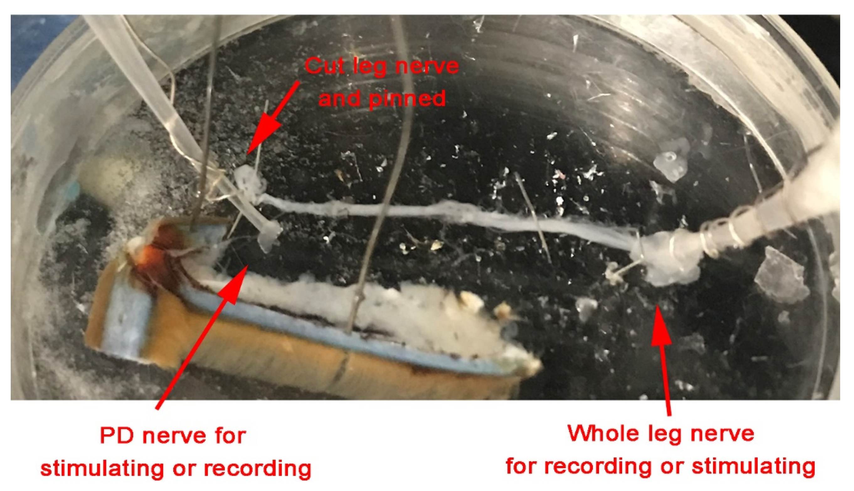 Neurosci 02 00026 g003 Neurosci 02 00026 g003