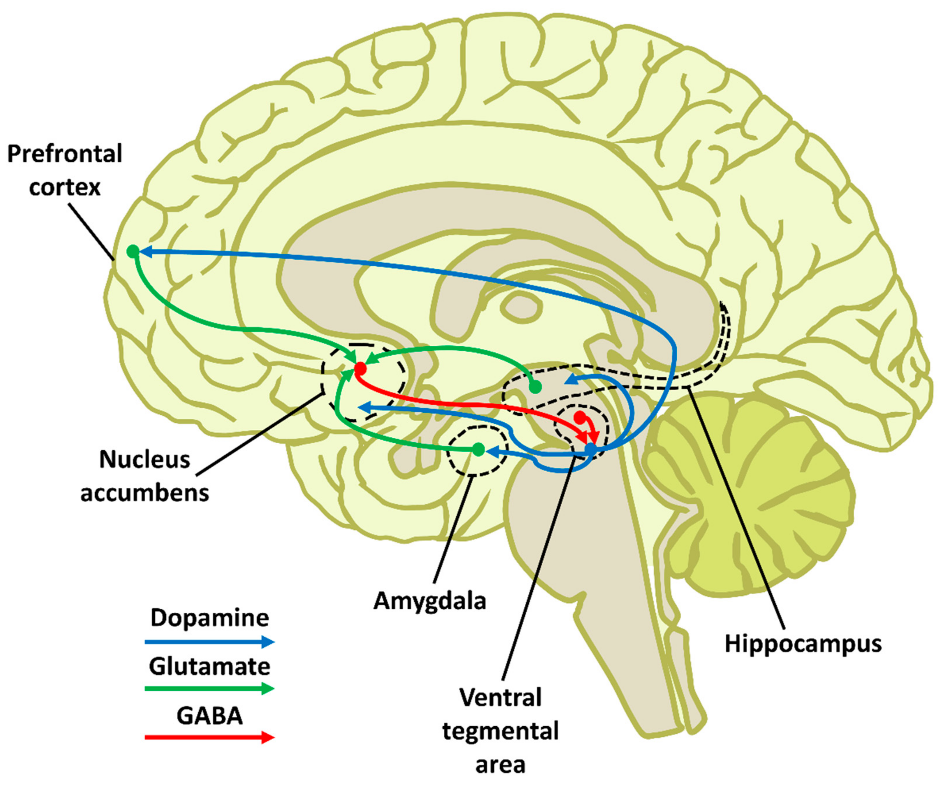 Neurosci 02 00033 g002