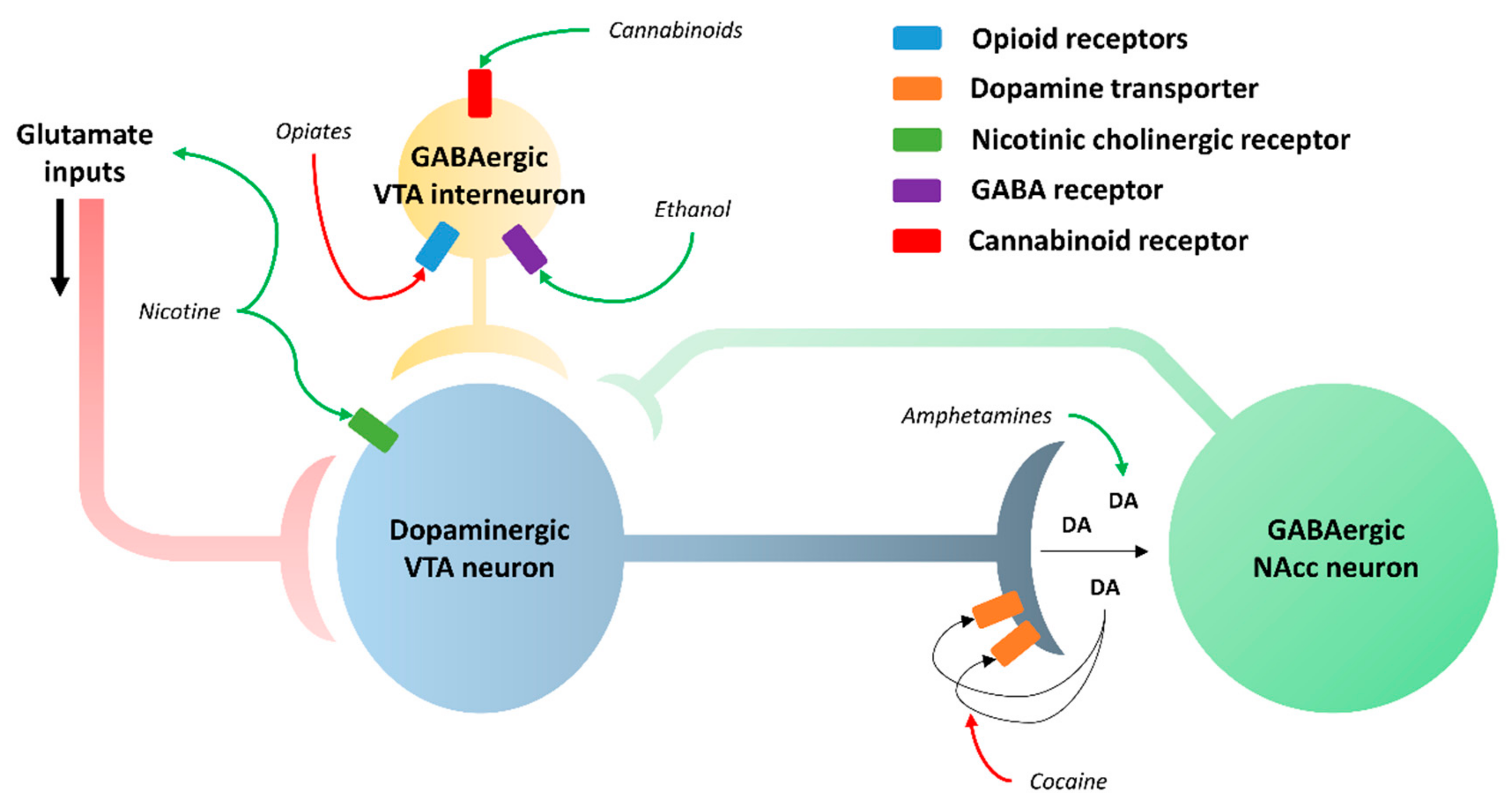 Neurosci 02 00033 g003