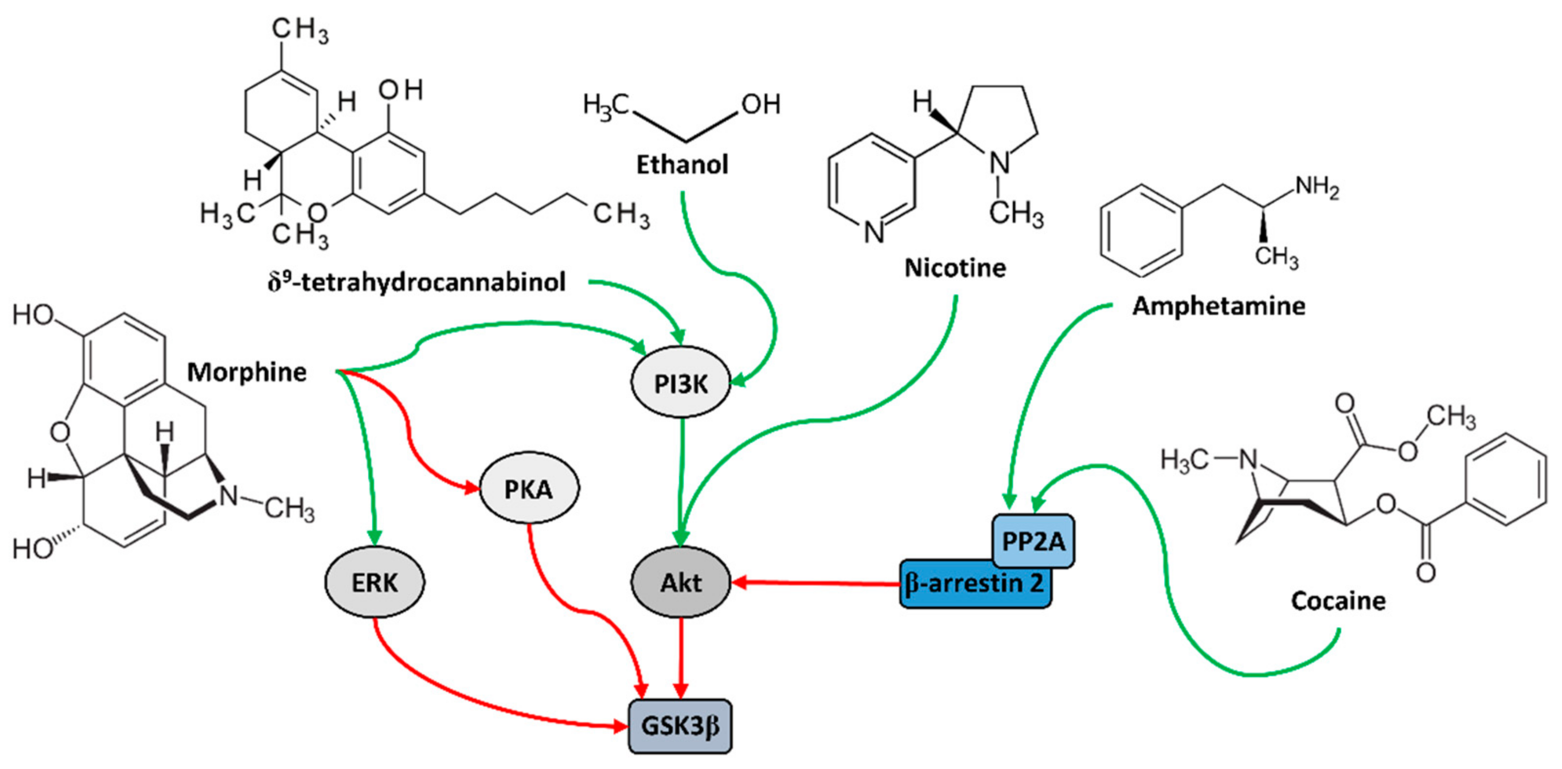 Neurosci 02 00033 g004