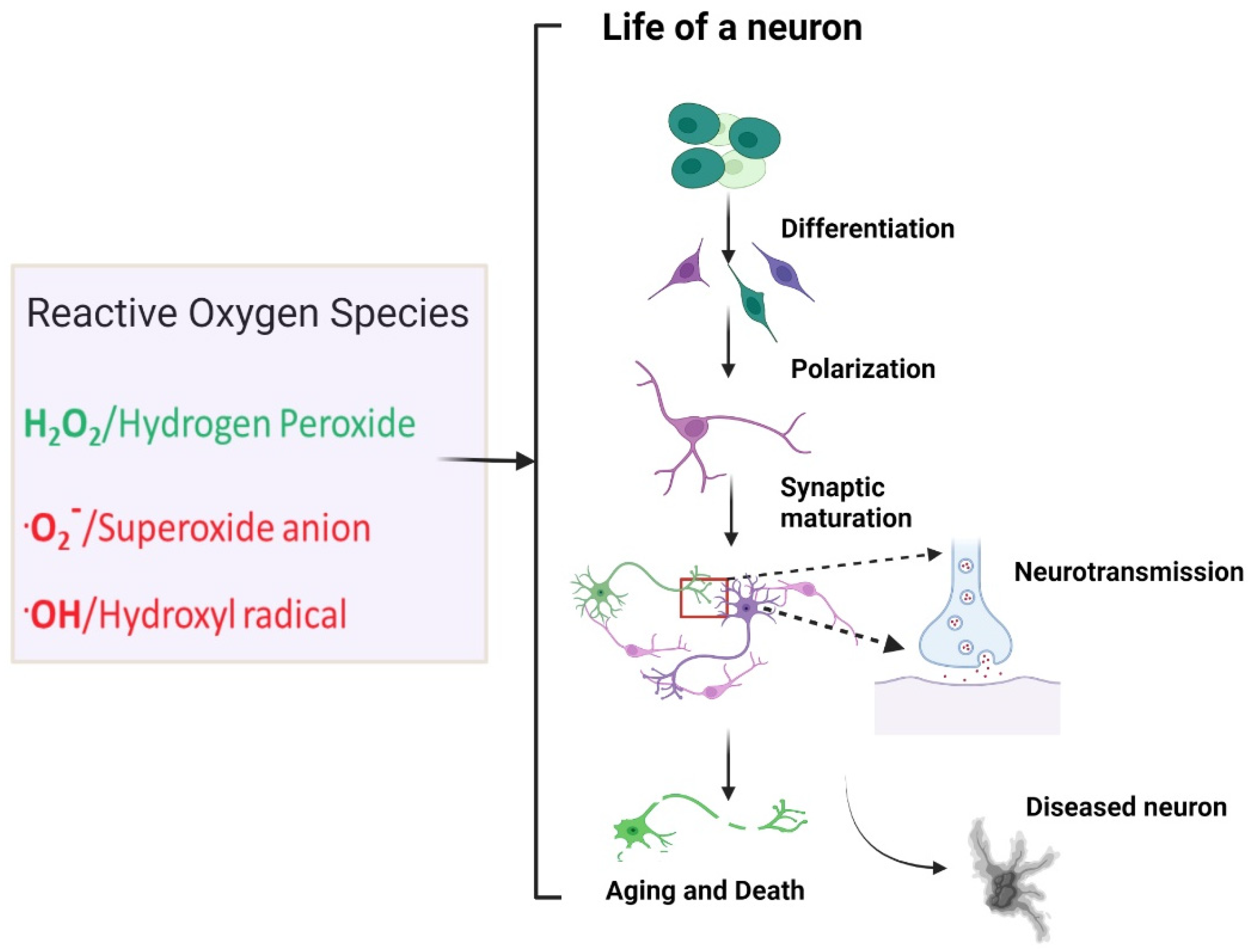 Neurosci 03 00011 g001