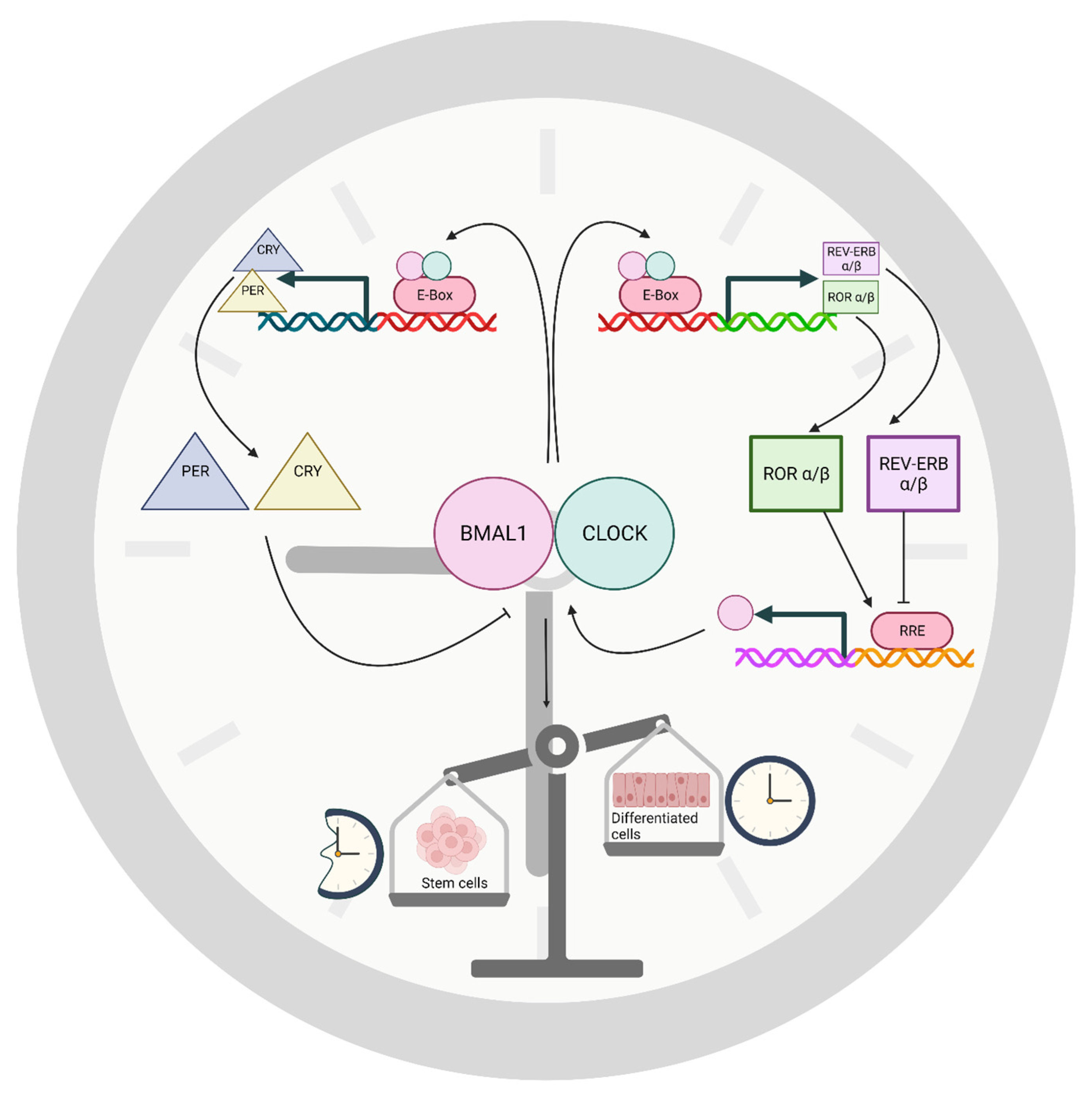 Neurosci 03 00012 g001