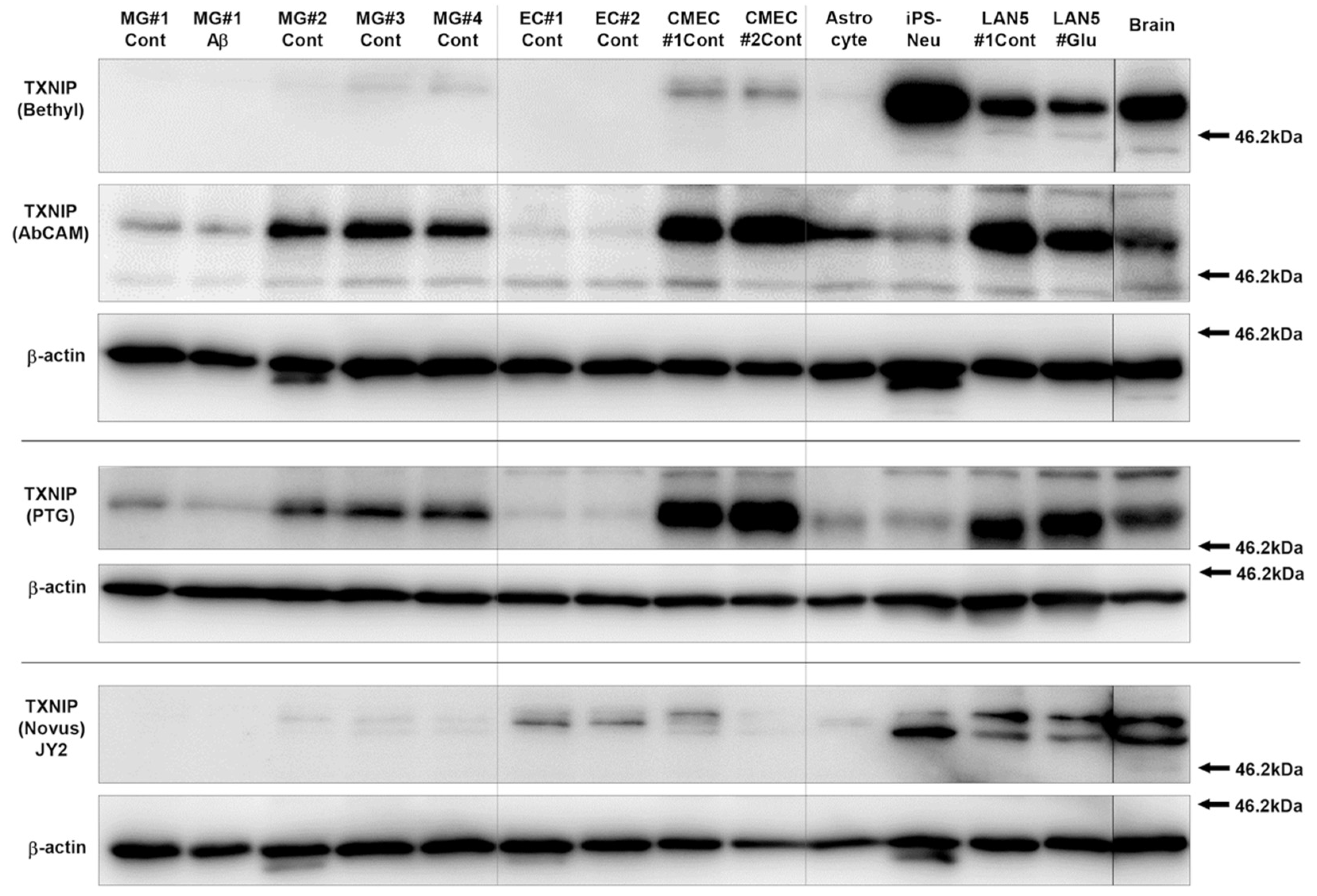 Neurosci 03 00013 g002