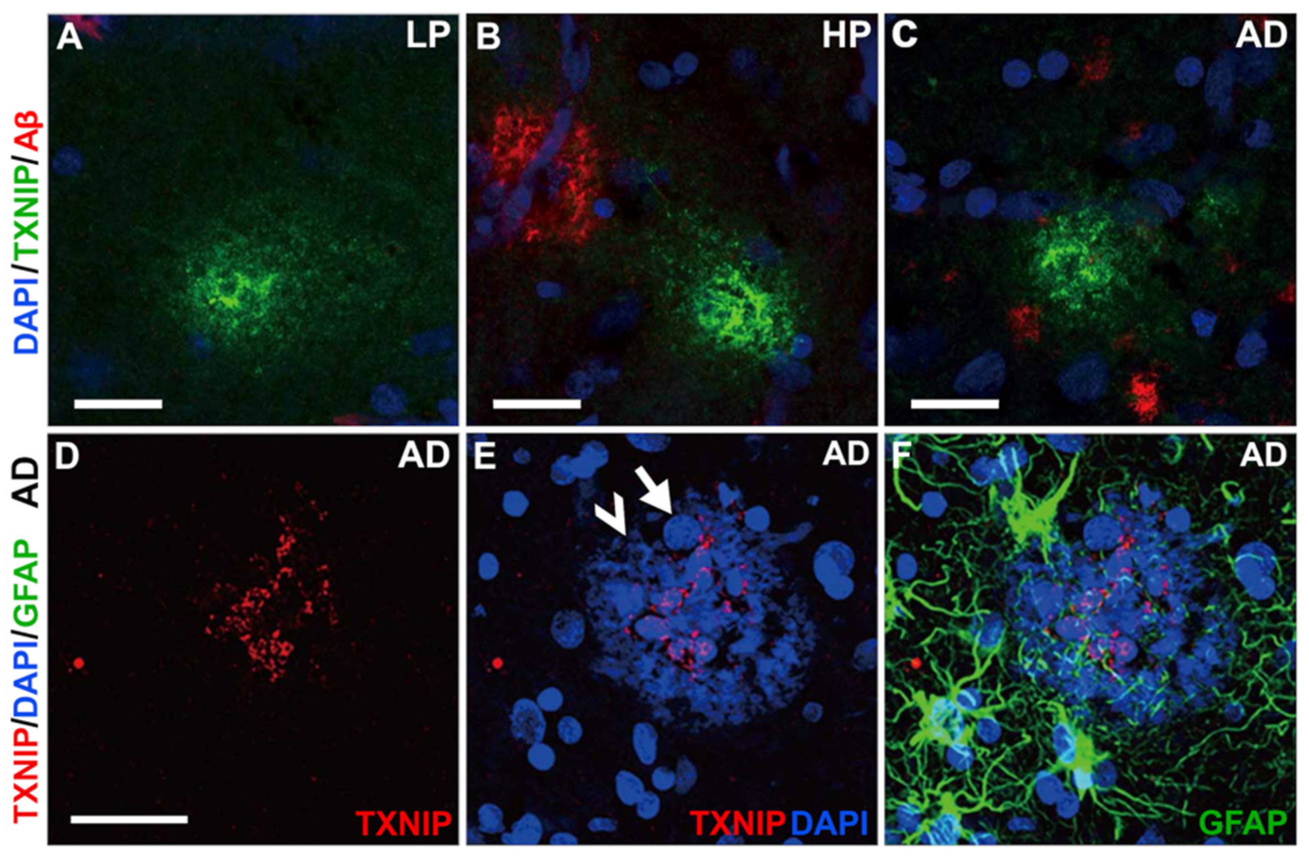 Neurosci 03 00013 g009