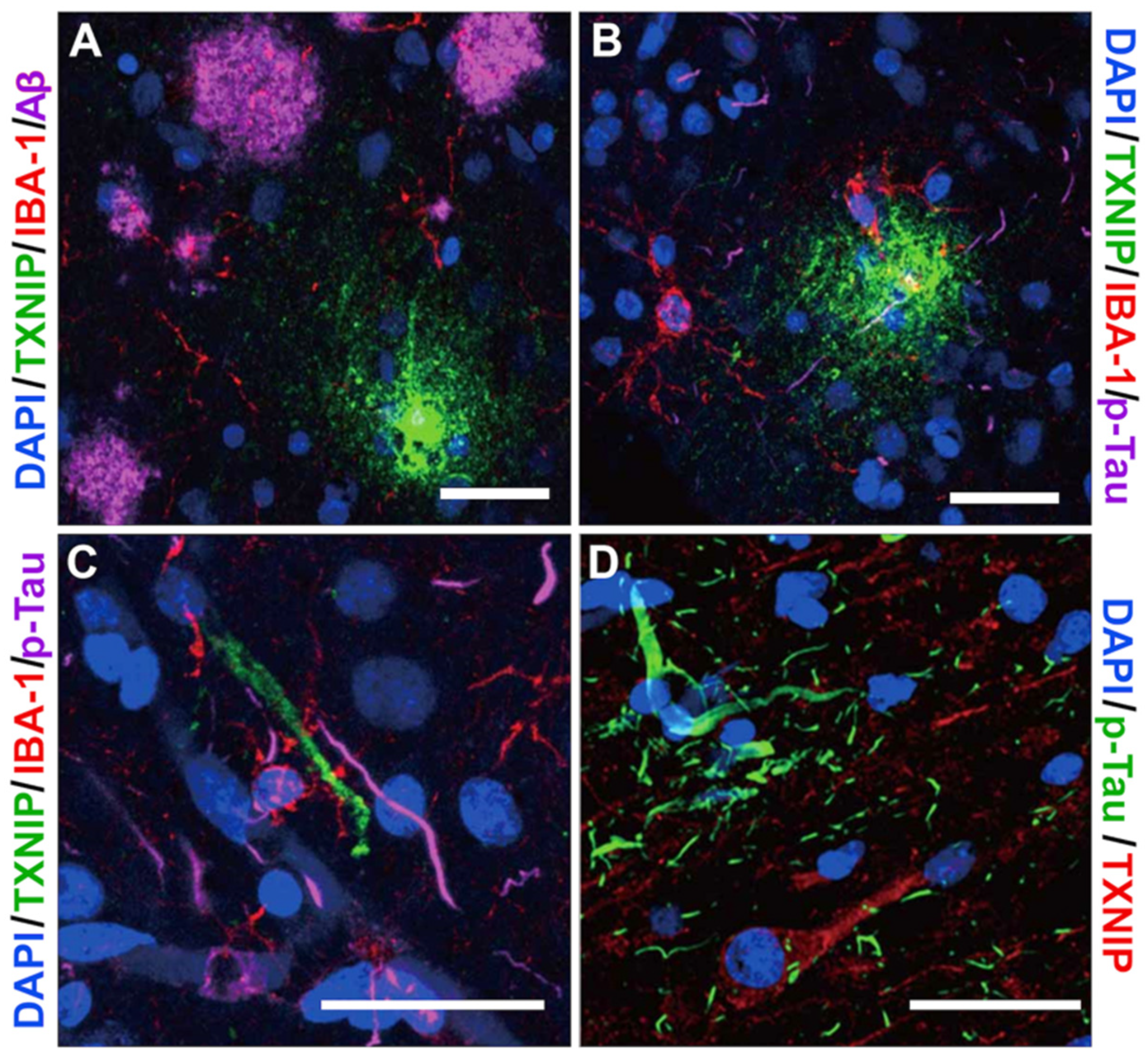 Neurosci 03 00013 g010
