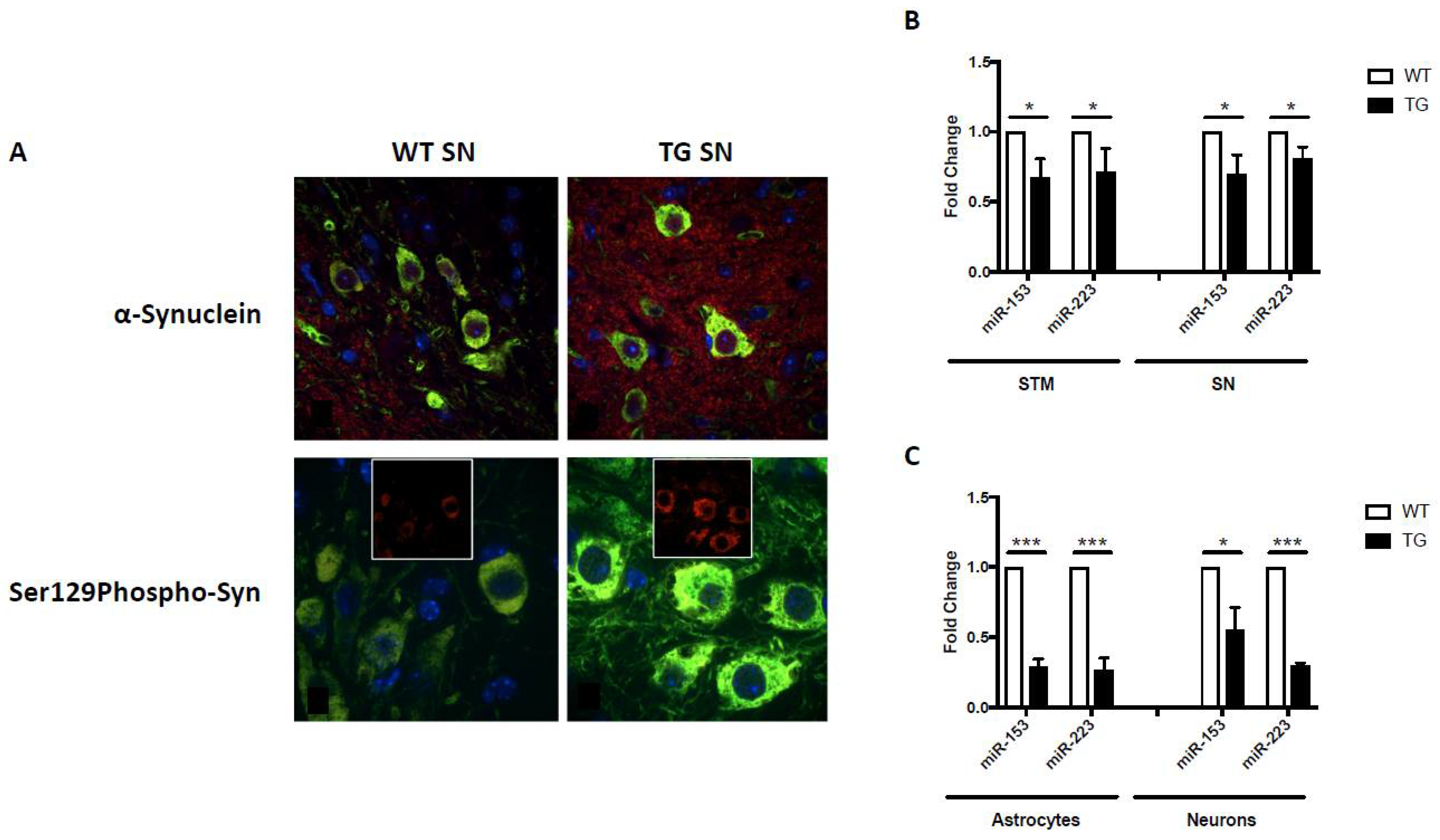 Neurosci 03 00020 g002