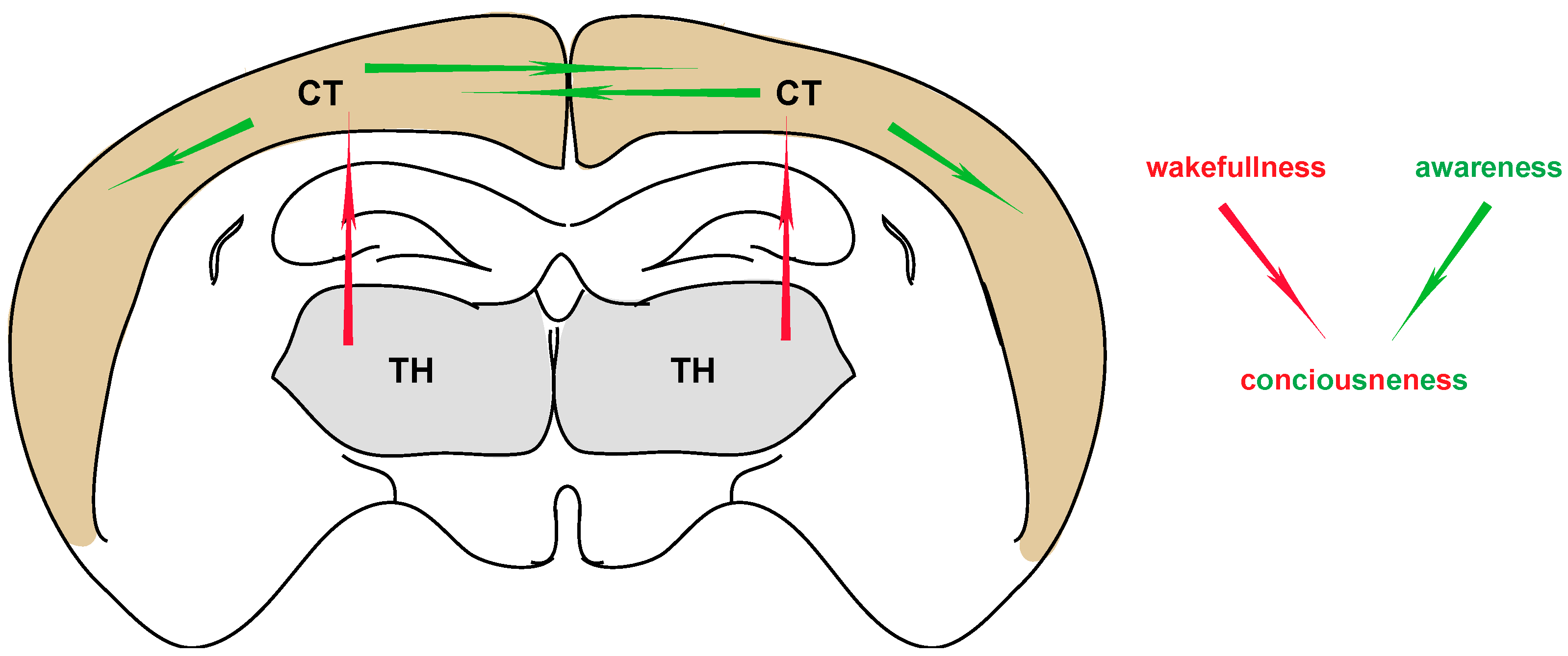 Neurosci 03 00022 g001
