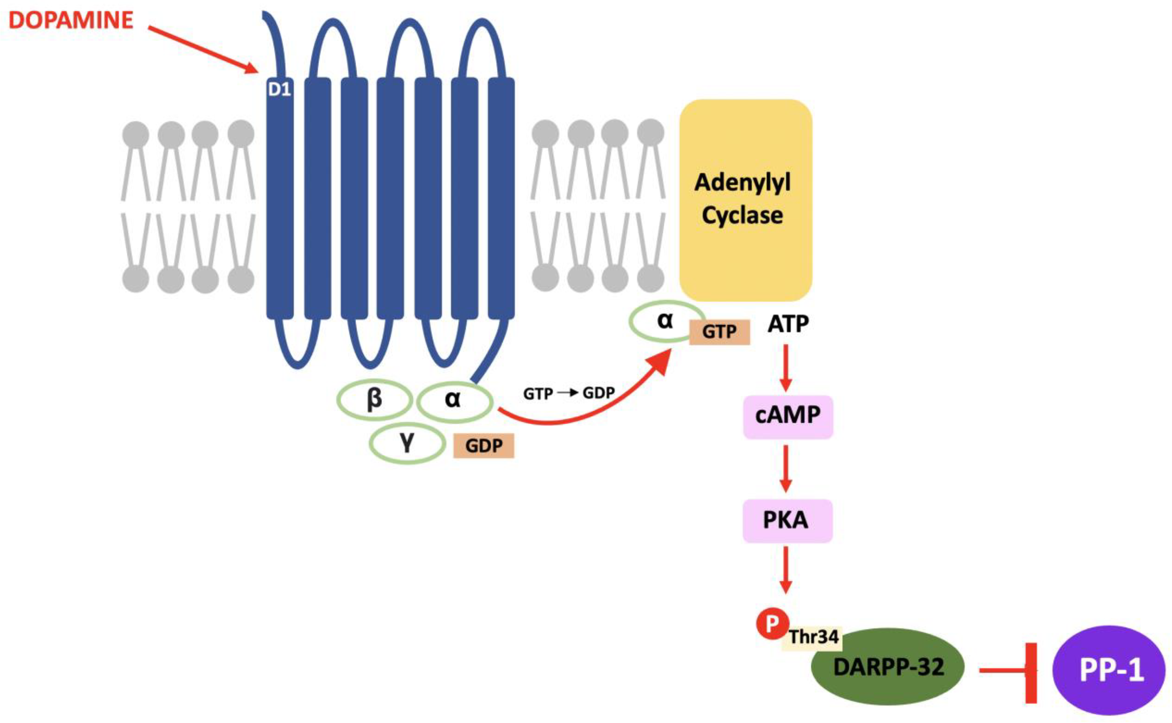 Neurosci 03 00035 g002