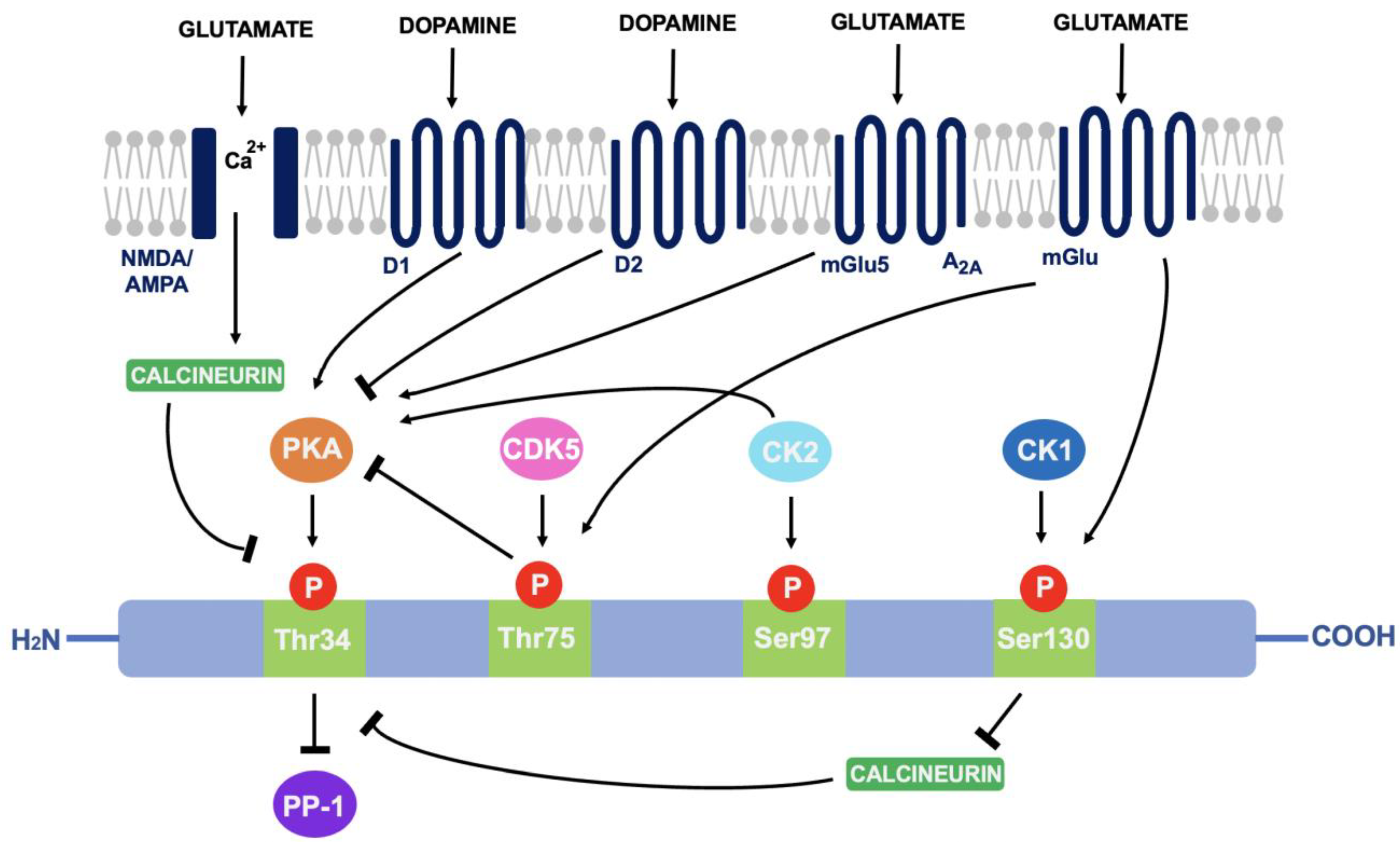 Neurosci 03 00035 g003