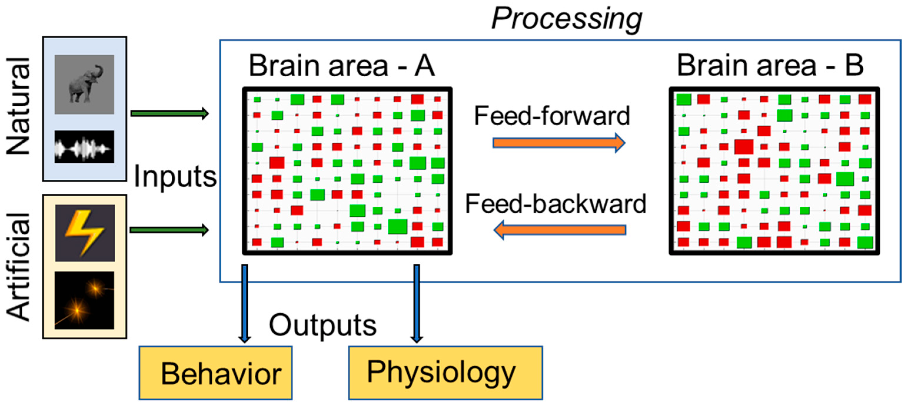 Neurosci 03 00037 g001