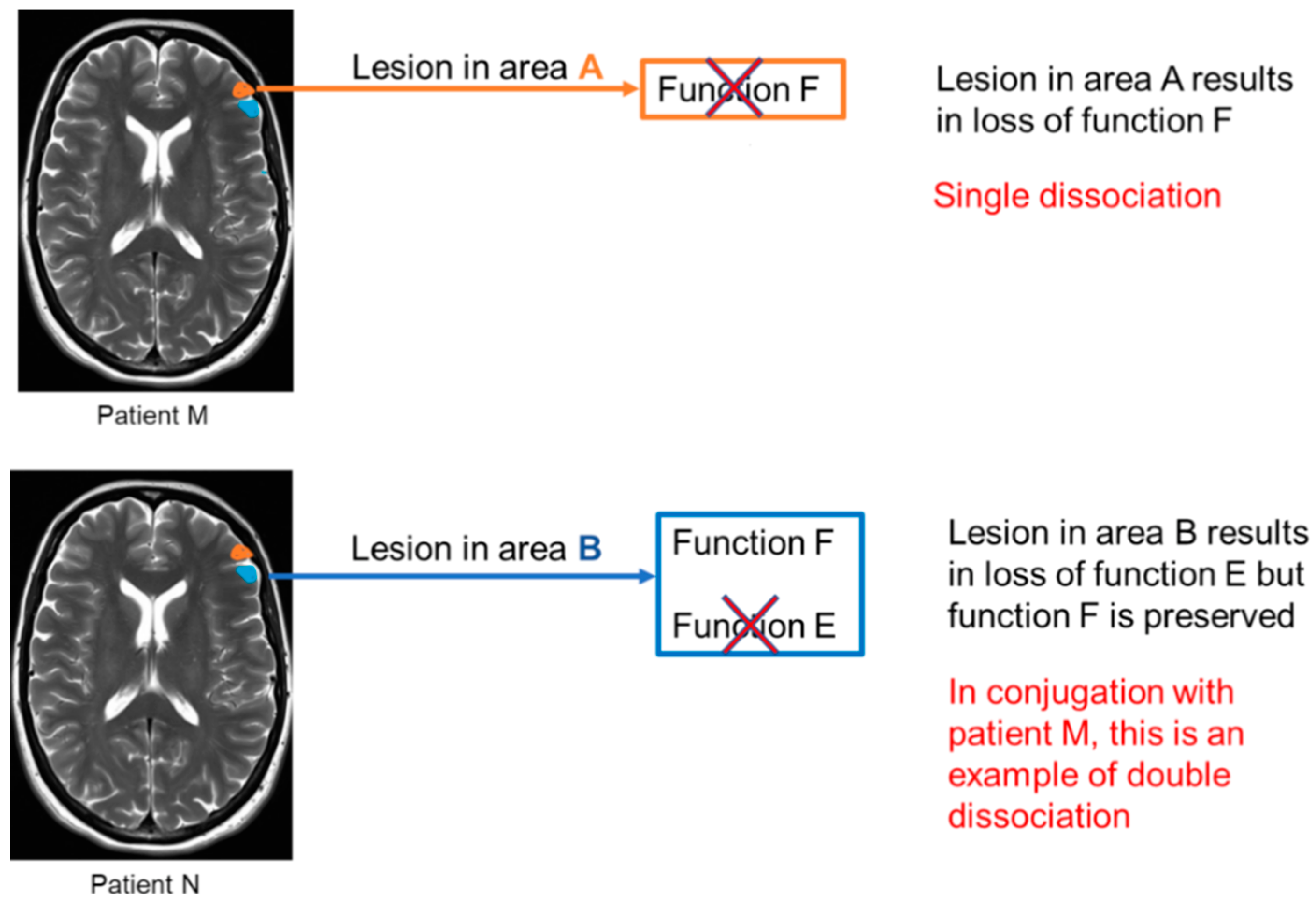 Neurosci 03 00037 g002
