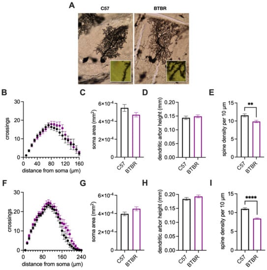 Neurosci 03 00045 g005