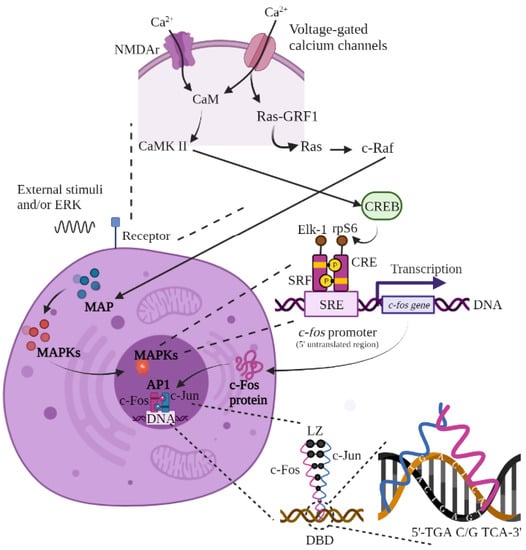 Neurosci 03 00050 g001