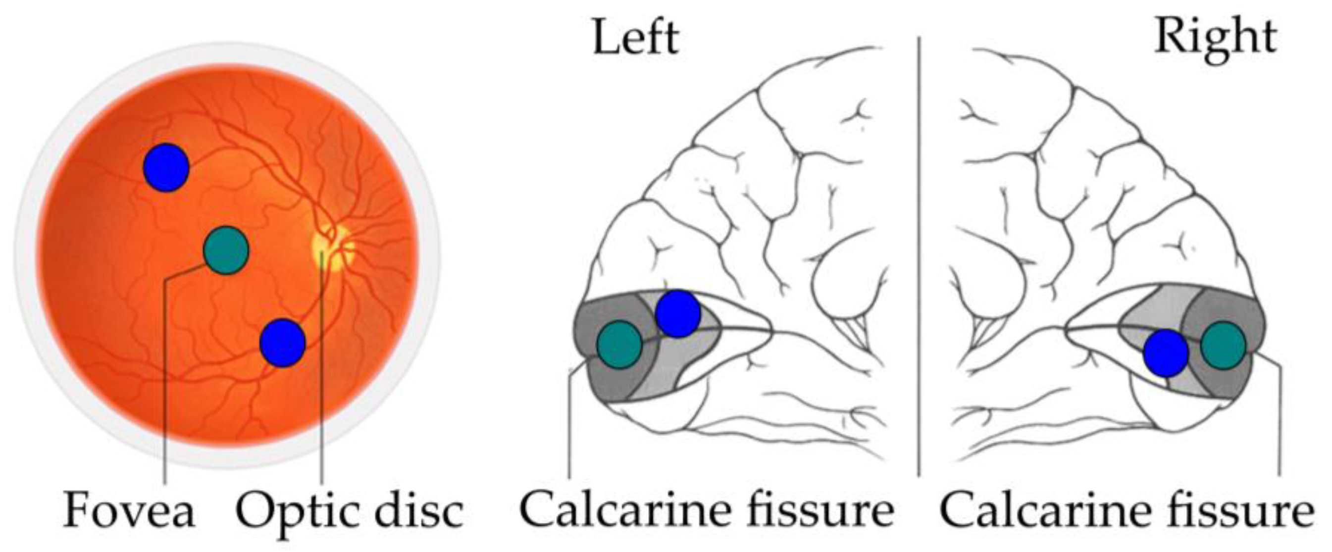 Neurosci 04 00002 g001