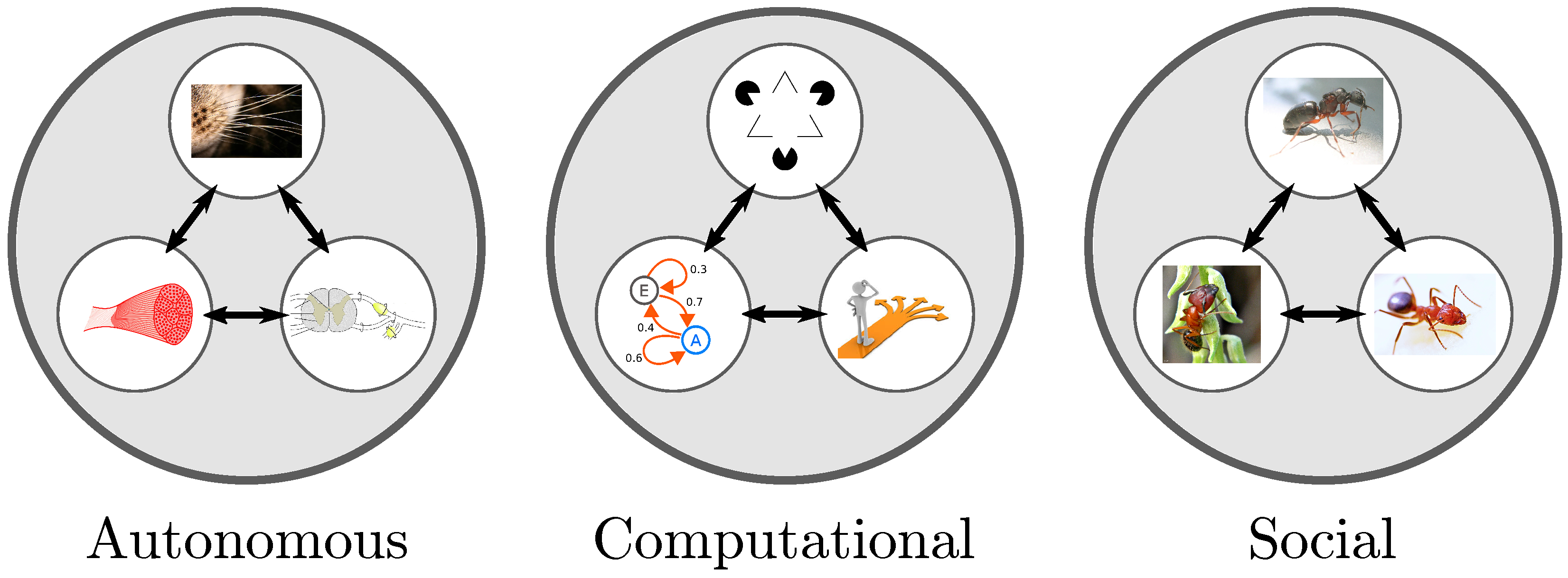 Neurosci 04 00009 g002