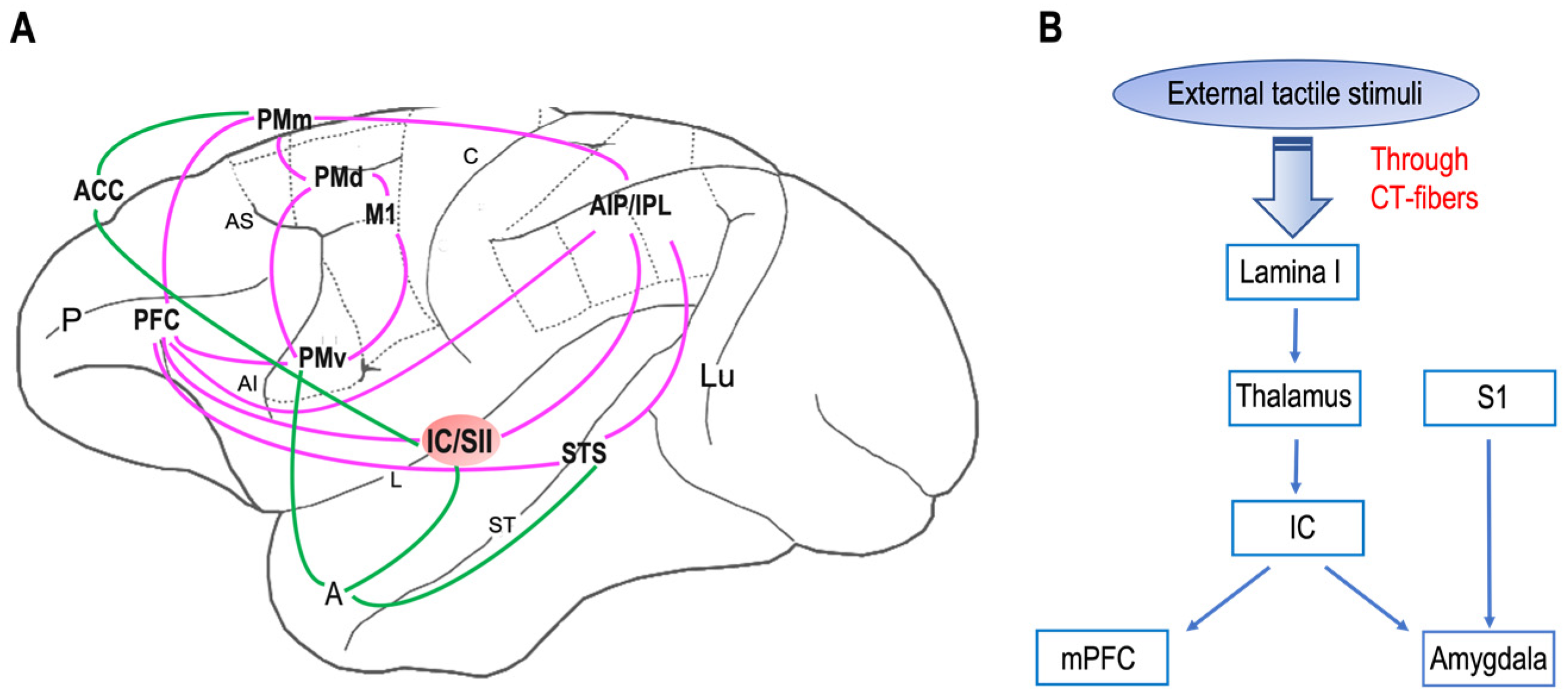 Neurosci 04 00012 g001