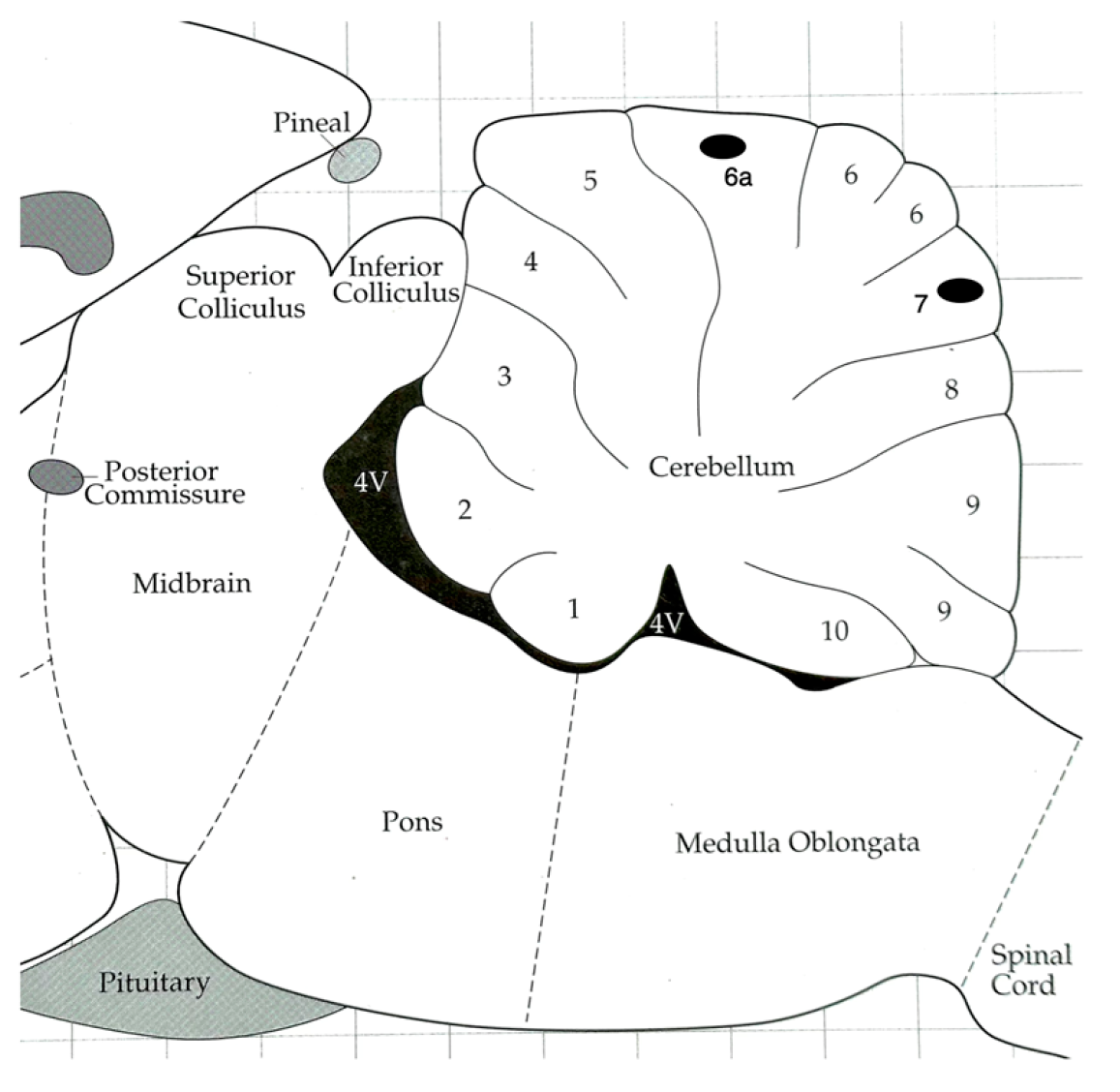 Neurosci 04 00016 g001