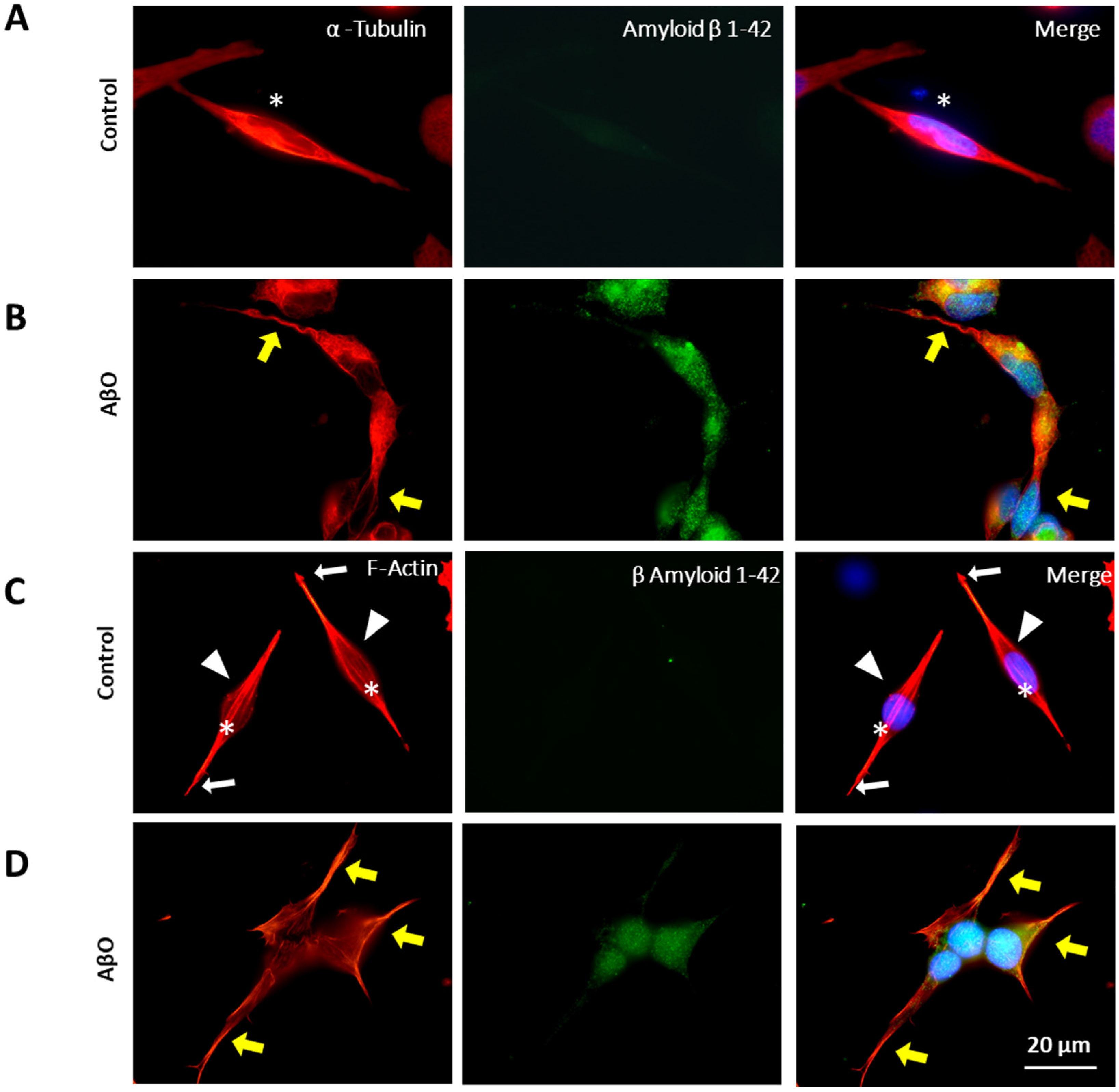 Neurosci 05 00010 g003