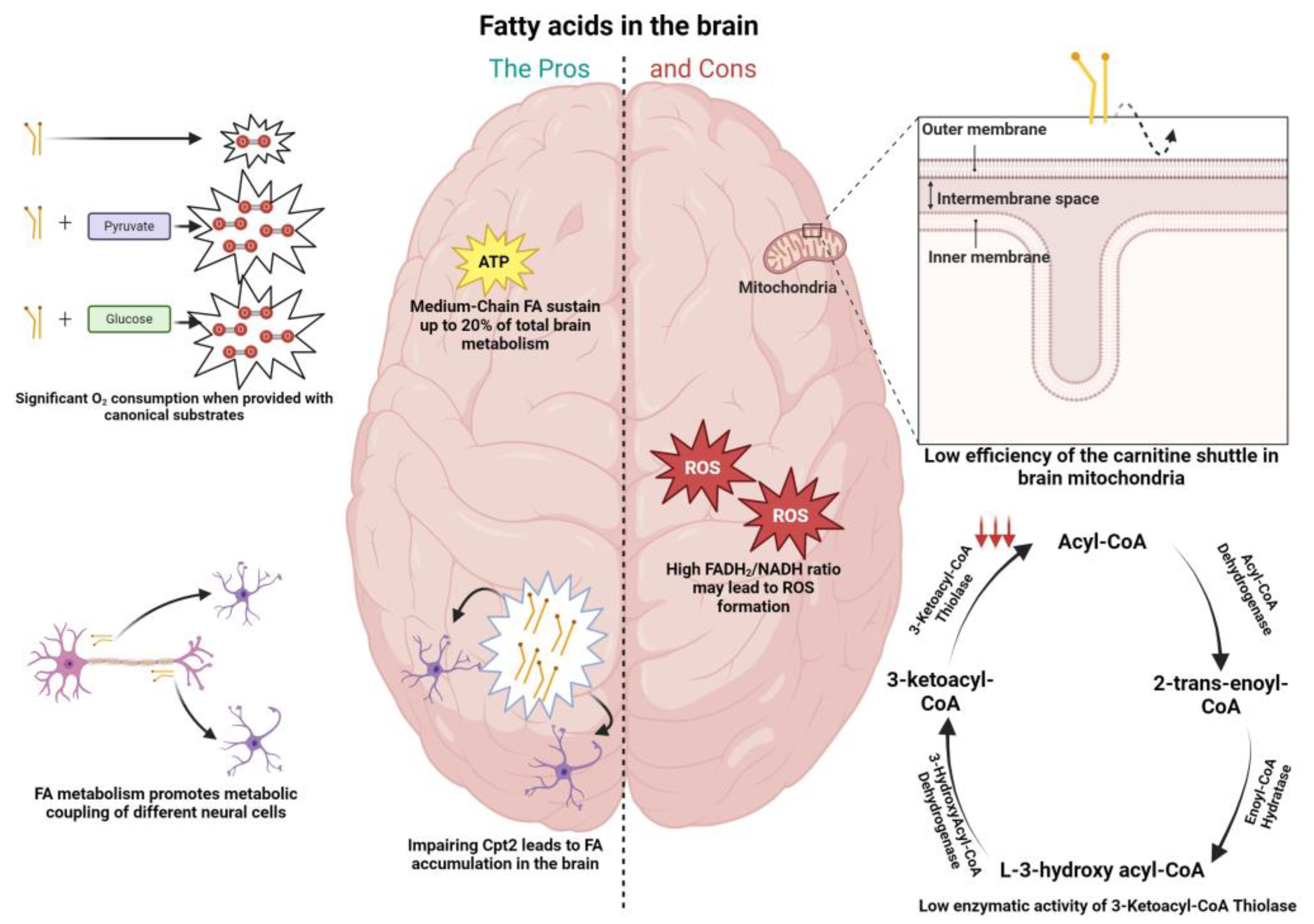 Neurosci 05 00016 g001