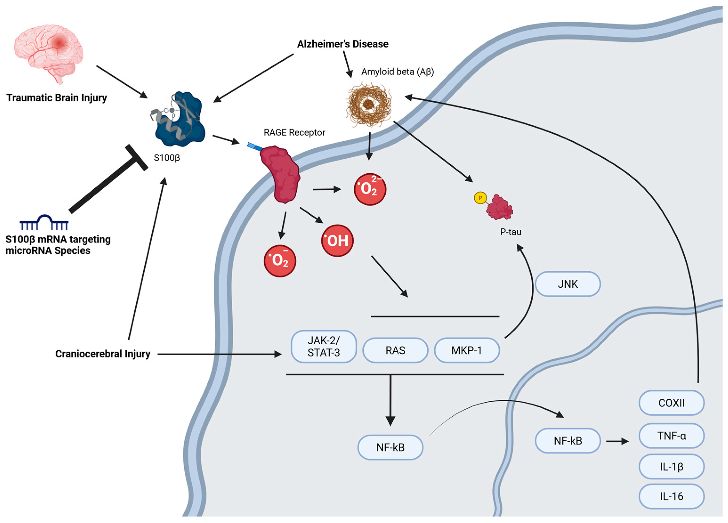 Neurosci 06 00075 g002