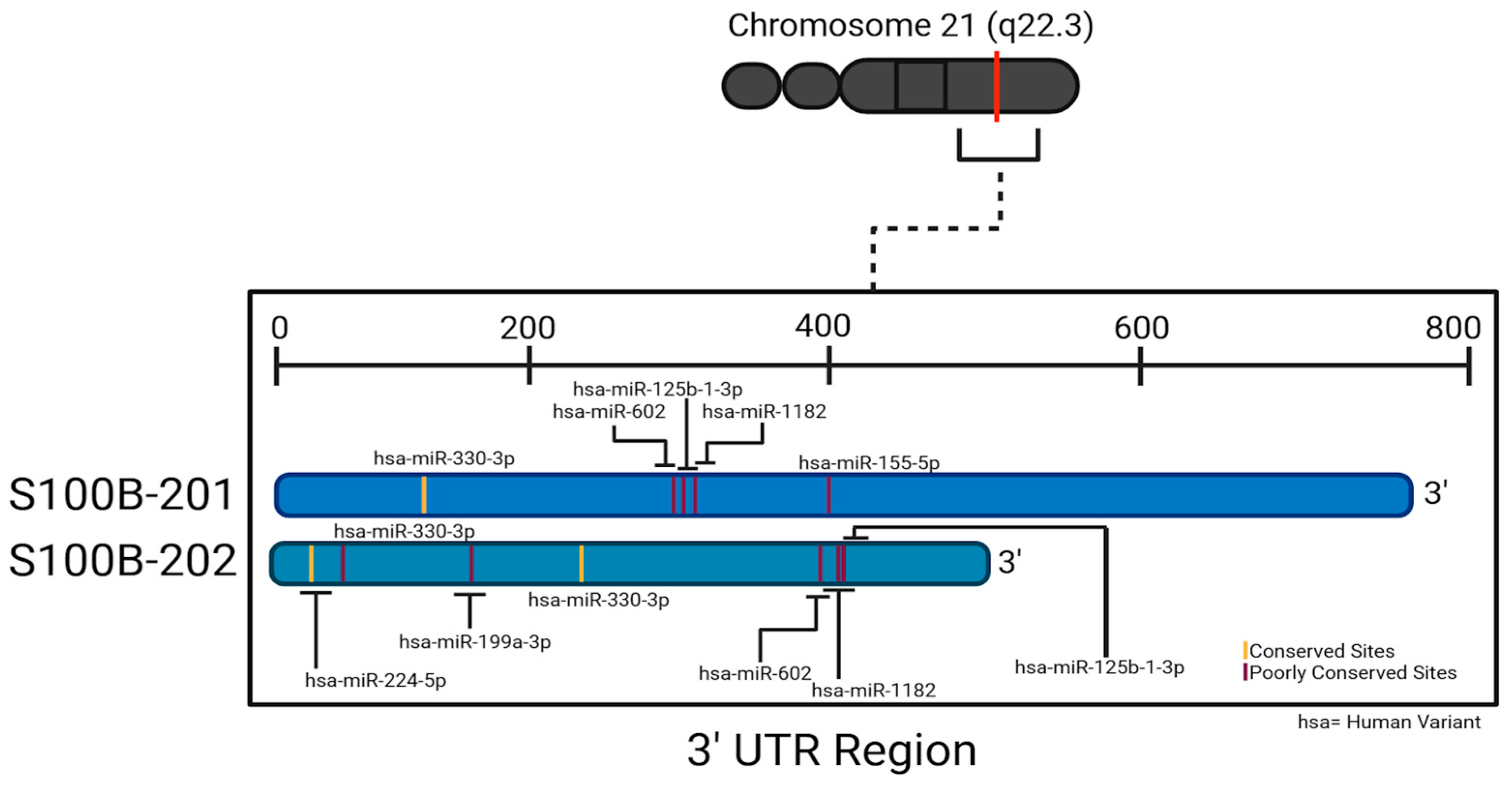Neurosci 06 00075 g004