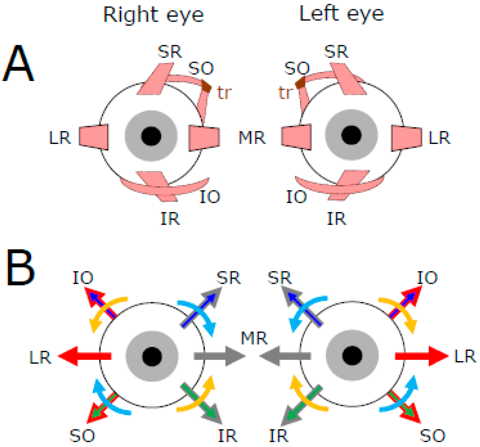 Neurosci 06 00085 g001