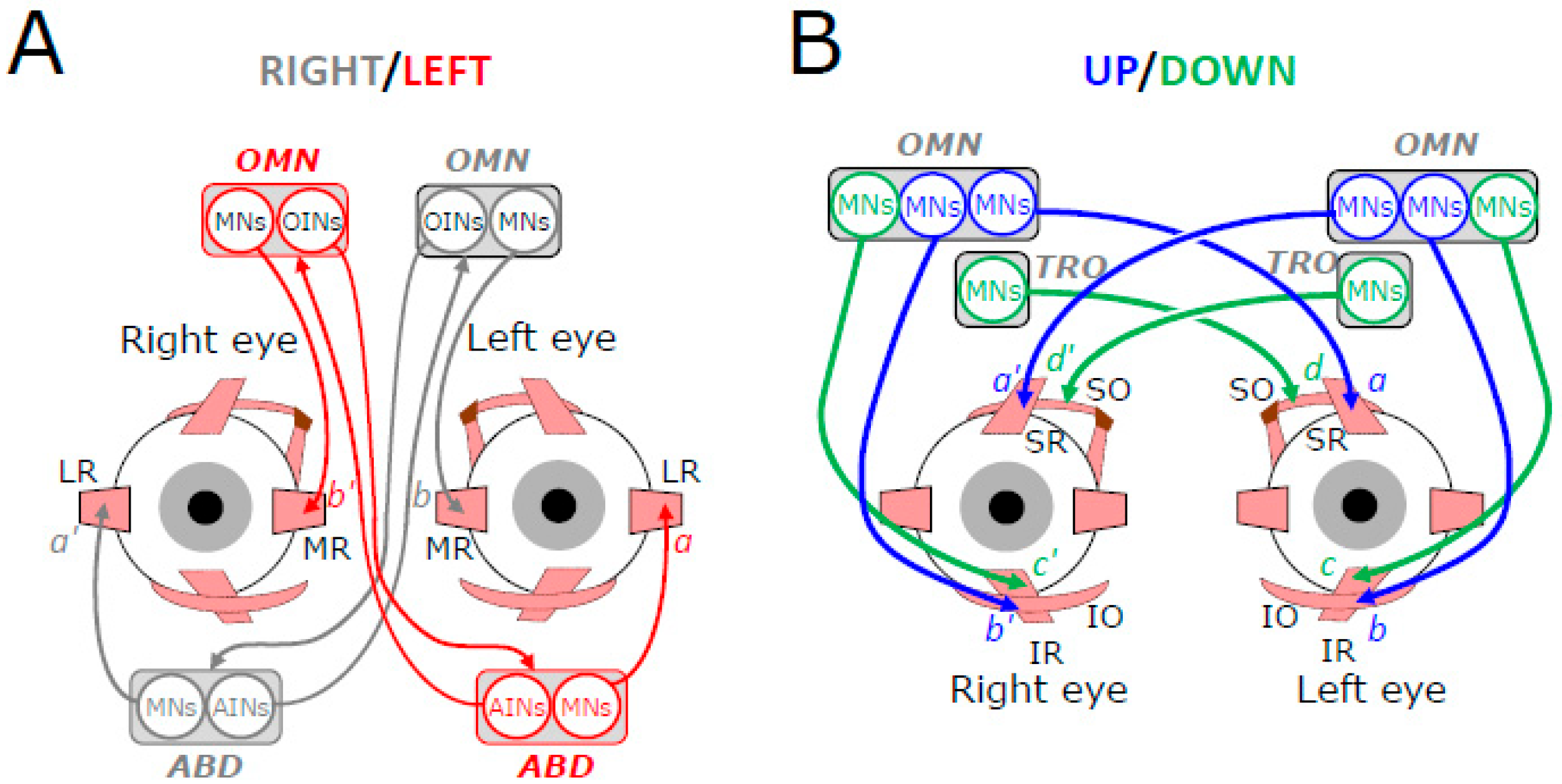 Neurosci 06 00085 g002