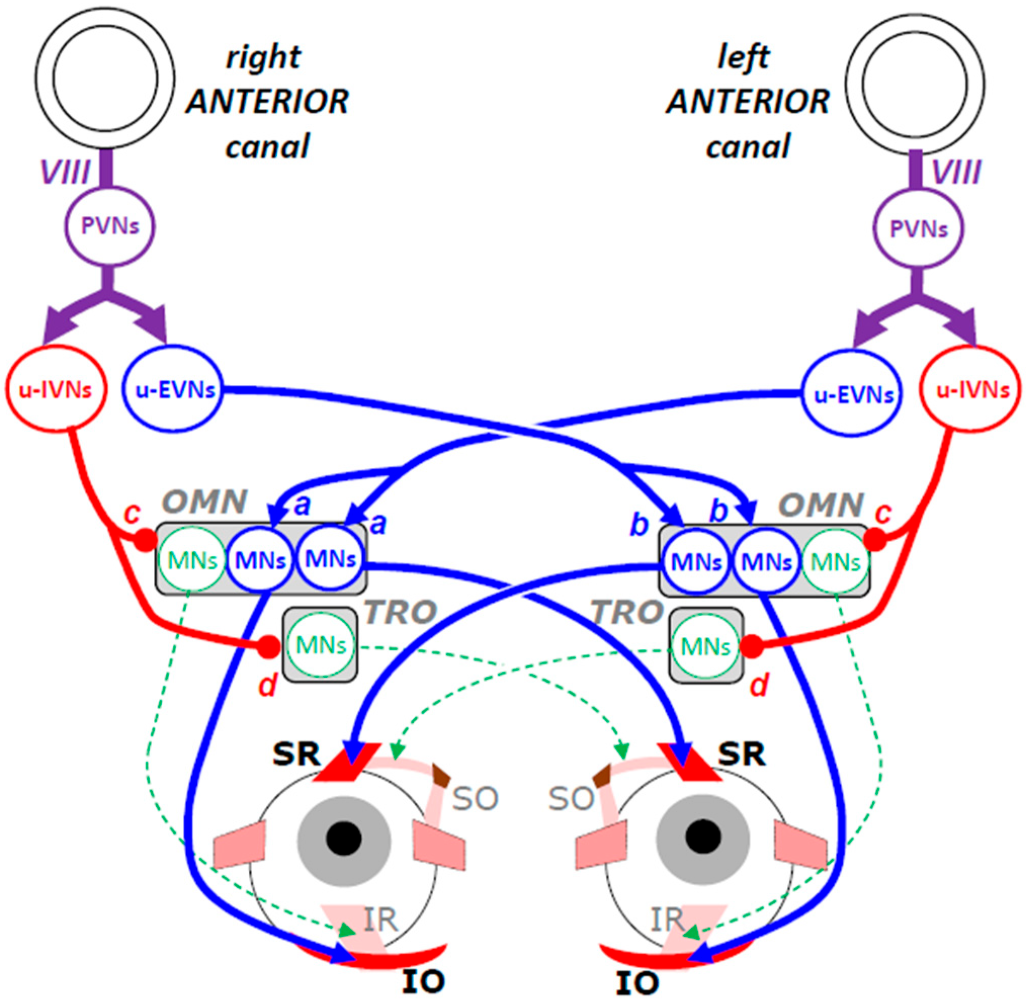 Neurosci 06 00085 g004