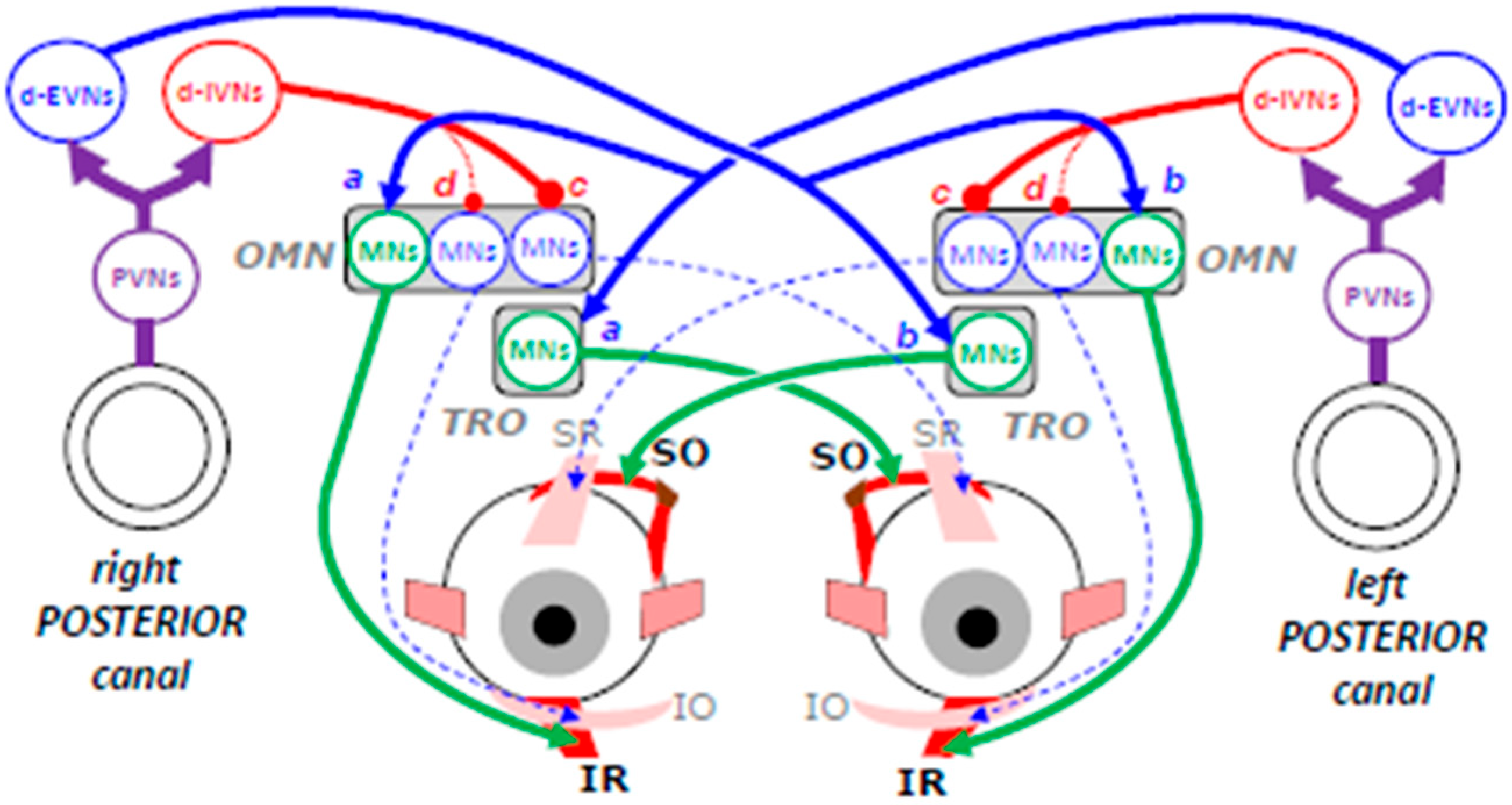 Neurosci 06 00085 g005