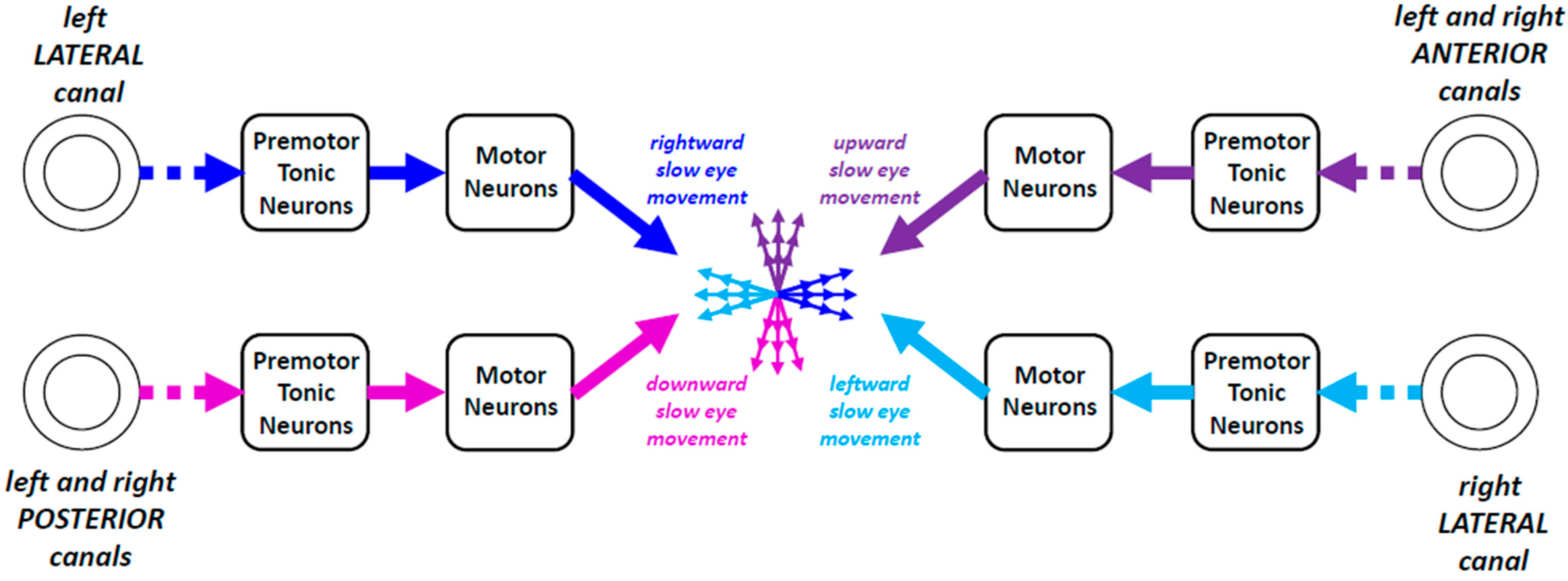 Neurosci 06 00085 g006