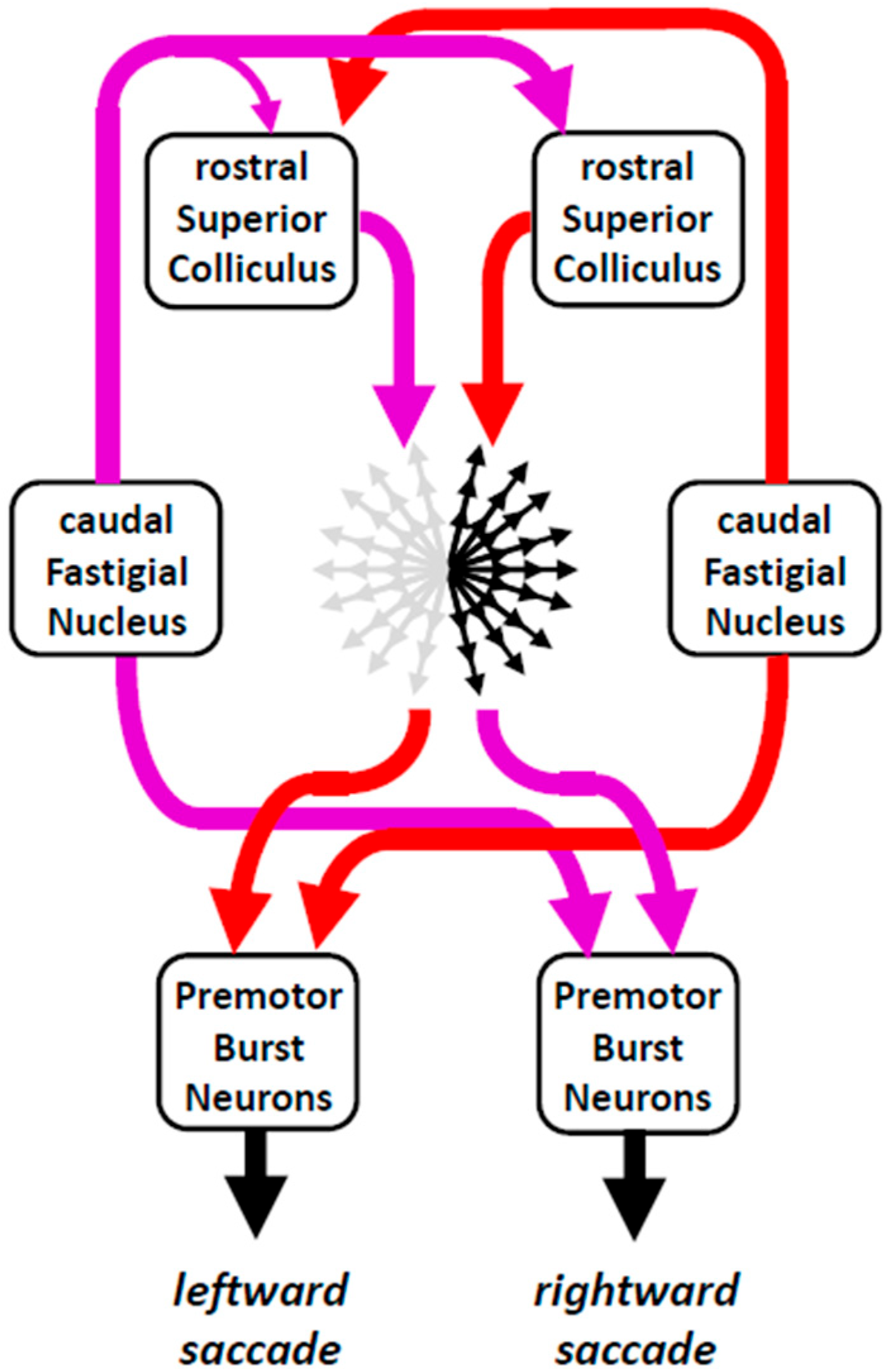 Neurosci 06 00085 g008