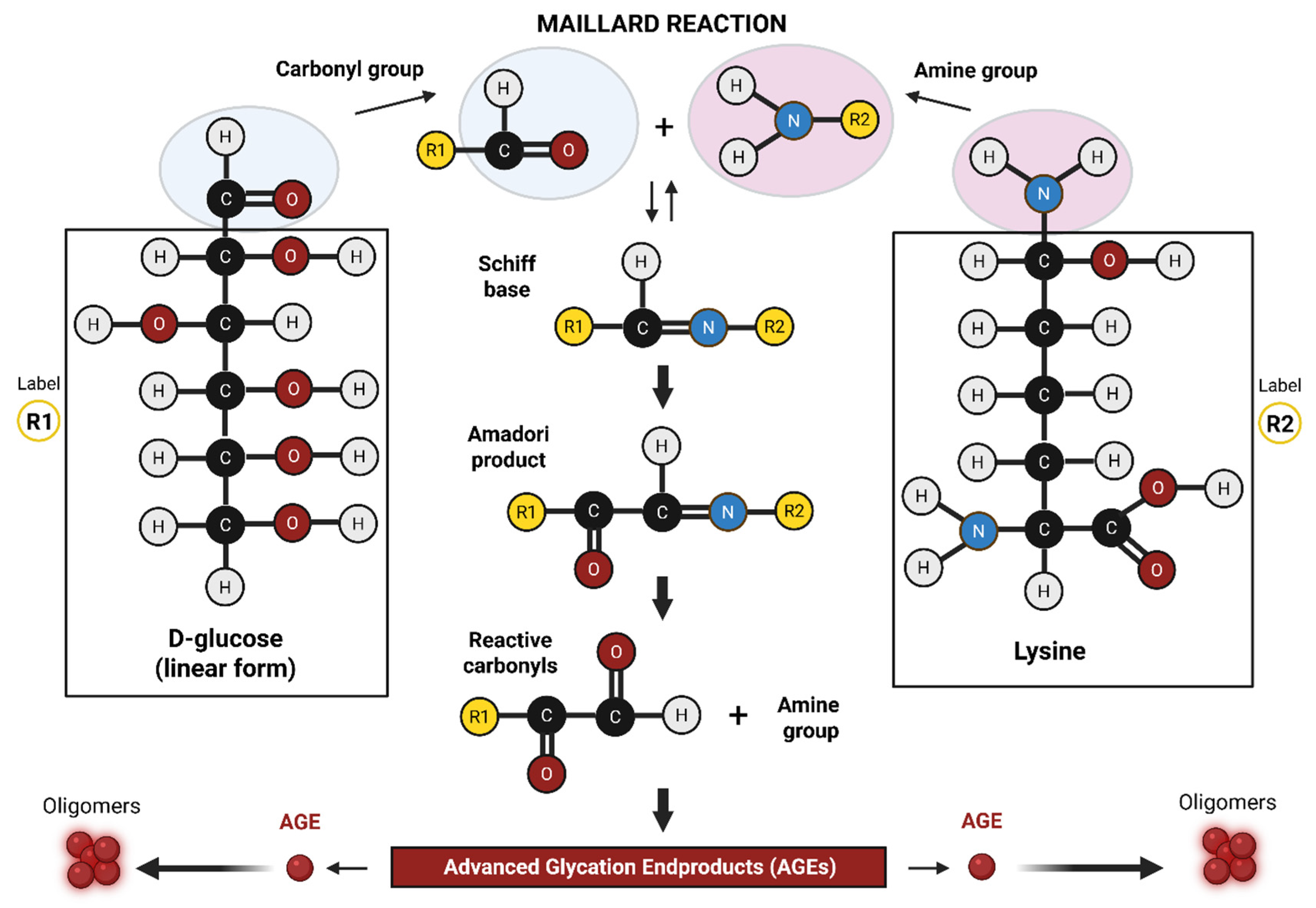 Neurosci 06 00089 g001